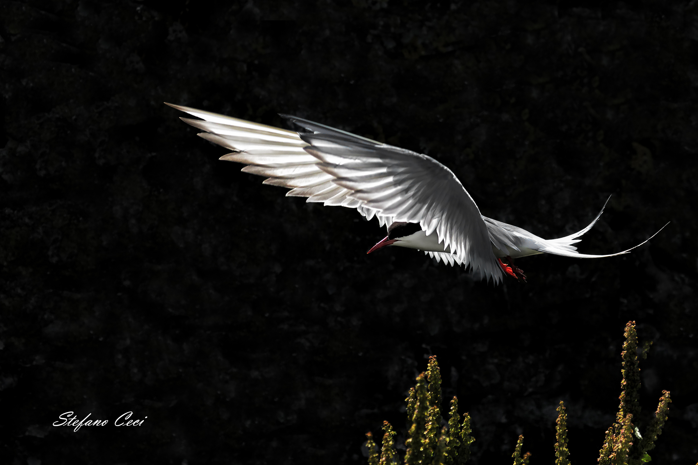 Arctic Tern in low-key