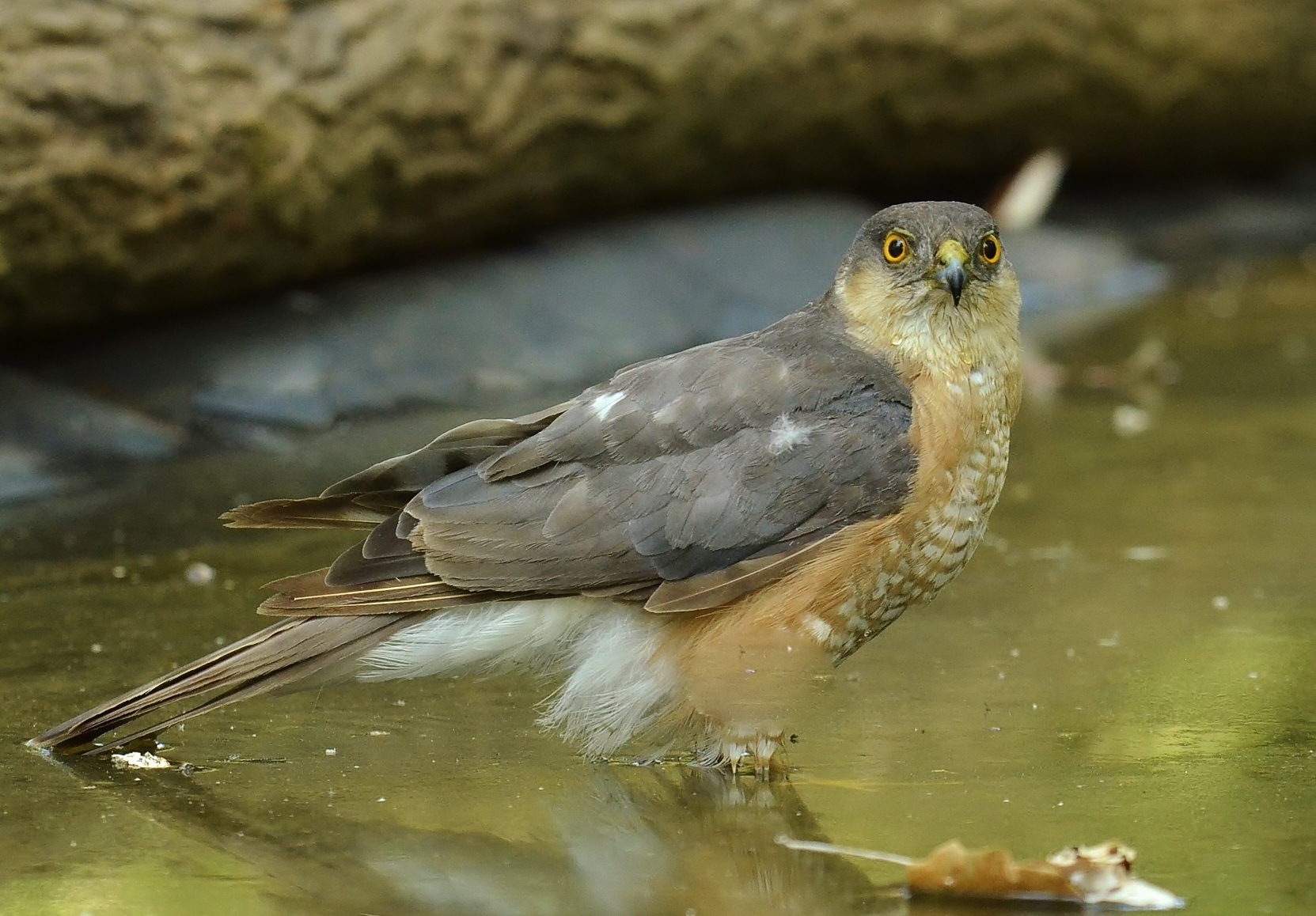 Uno sguardo da sparviere