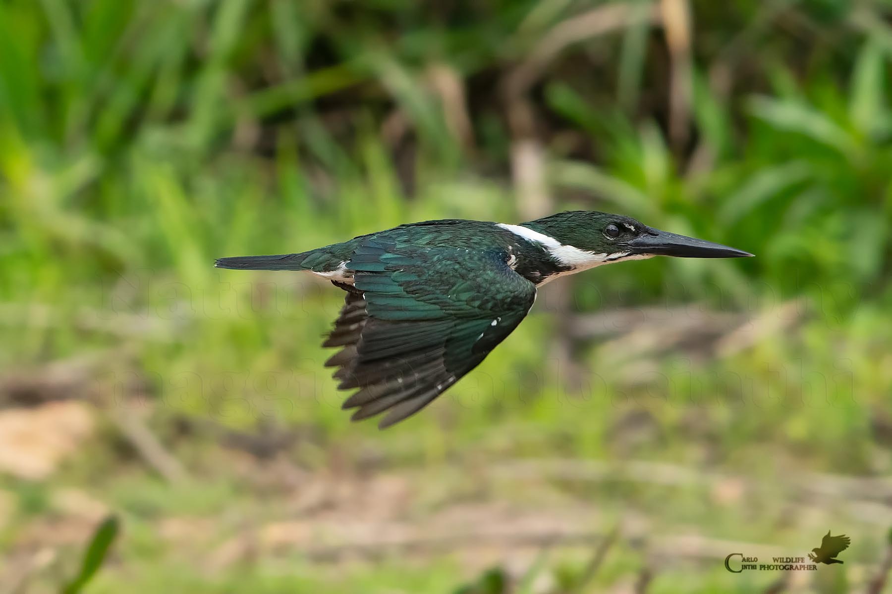 Martin Pescatore dell'Amazzonia femmina - Pantanal