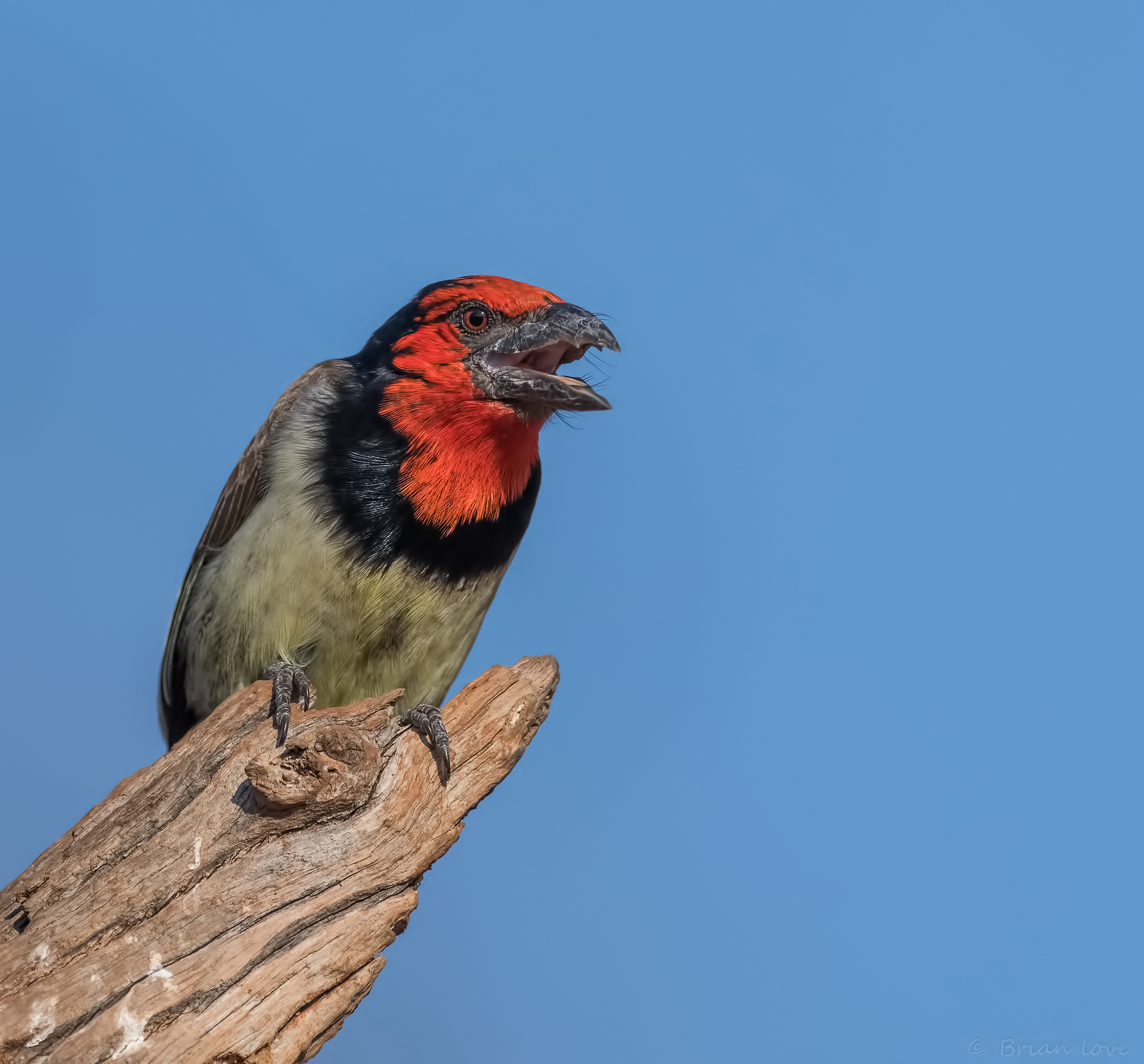 Barbet dal colletto nero (lybius torquatus)