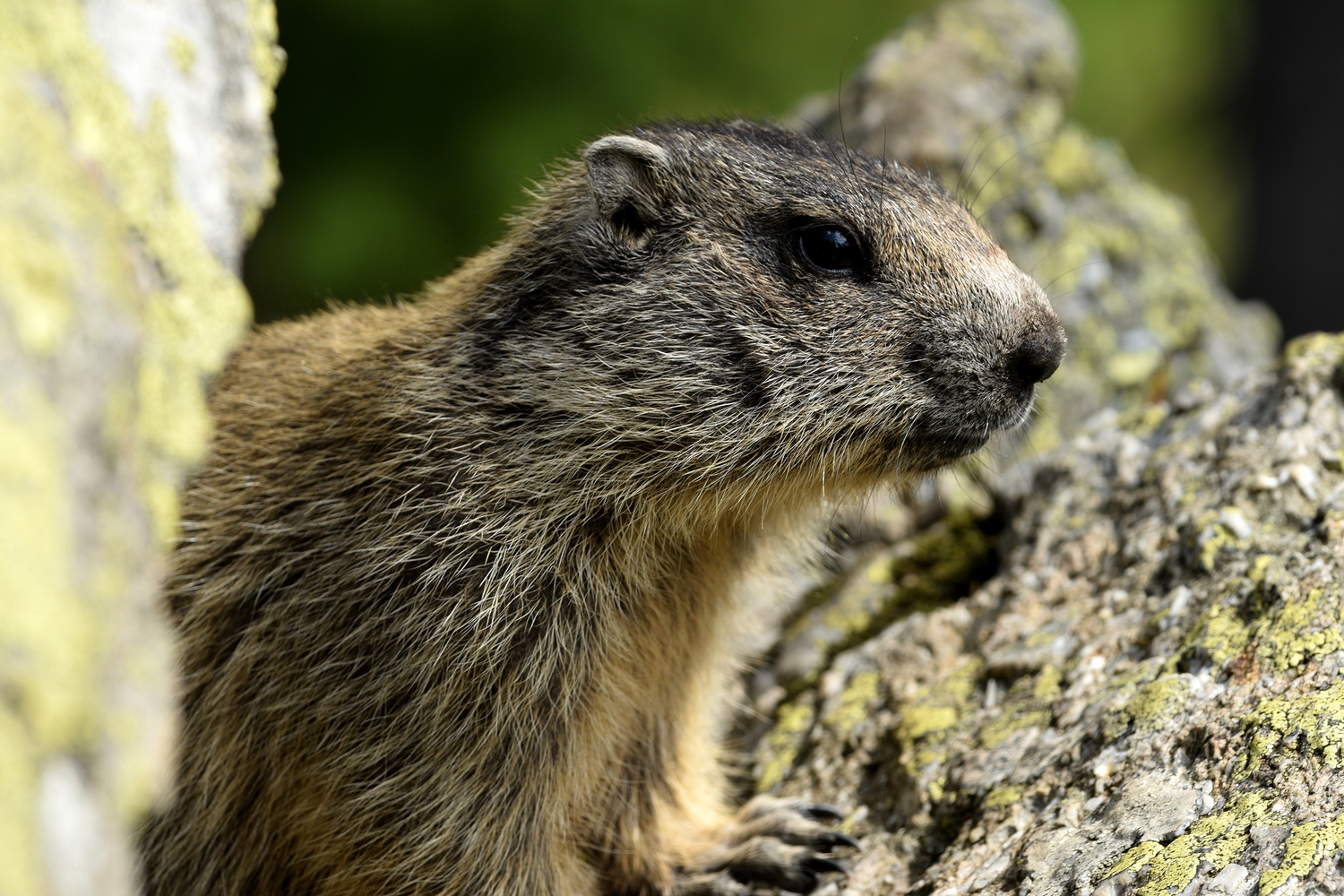 piacevole incontro ravvicinato