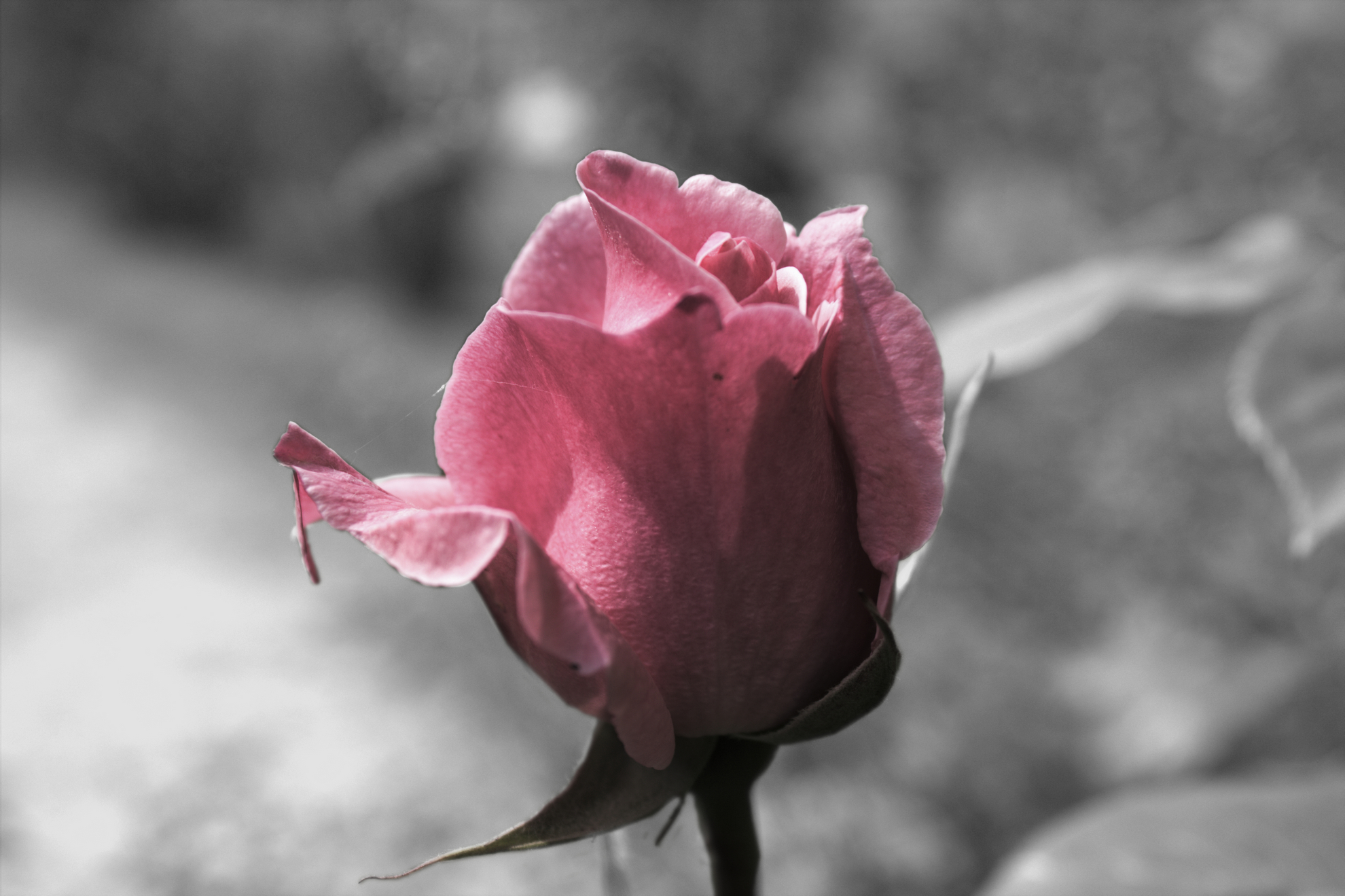 Un primo esperimento di "Color Splash"