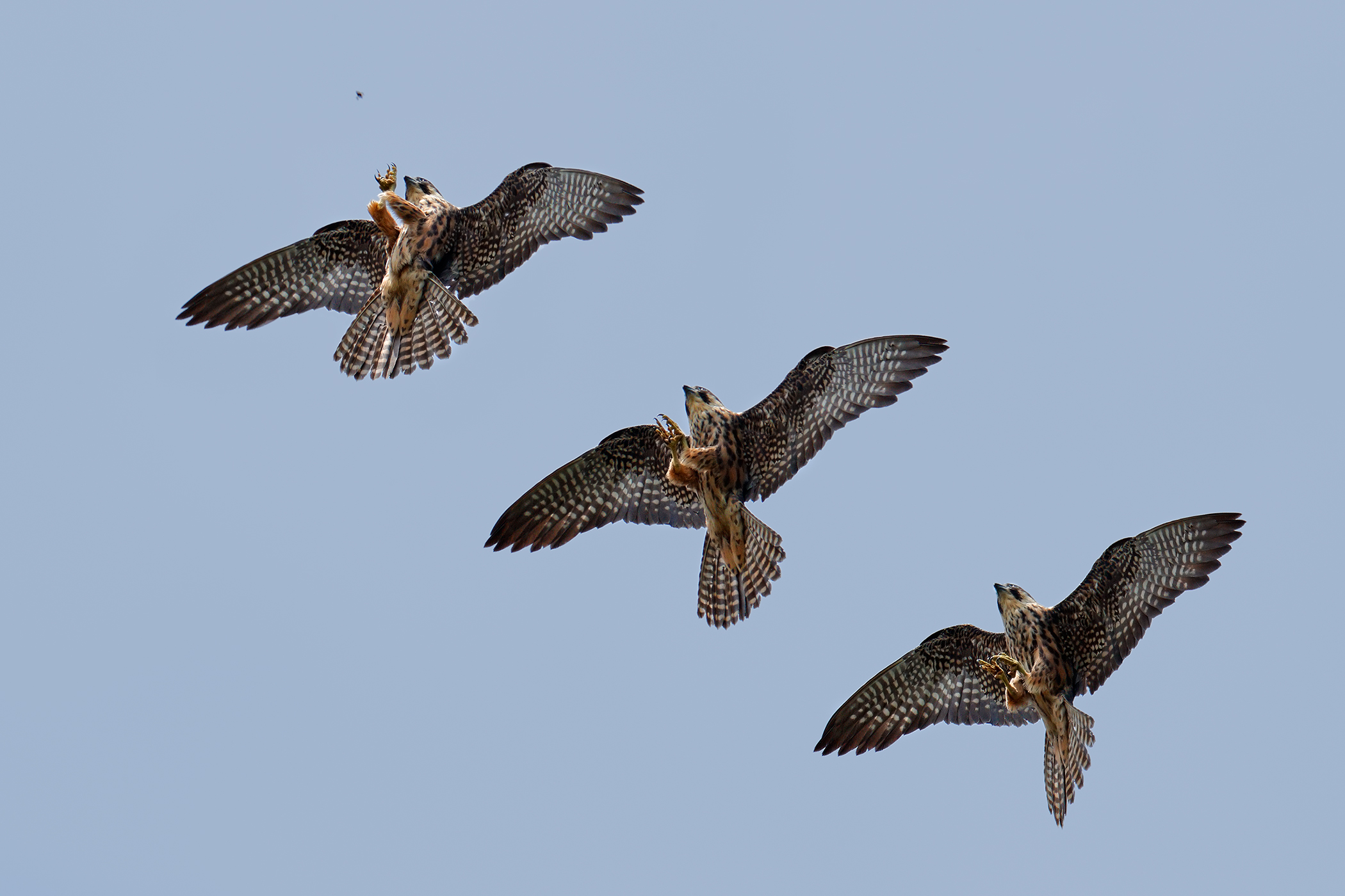 The hunting of the Lodolaio