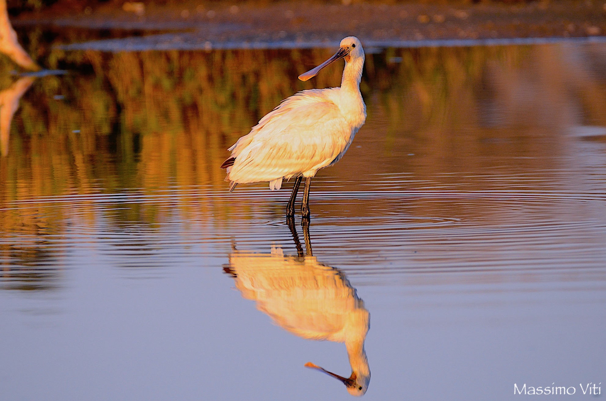 Spatola ... primi raggi di sole