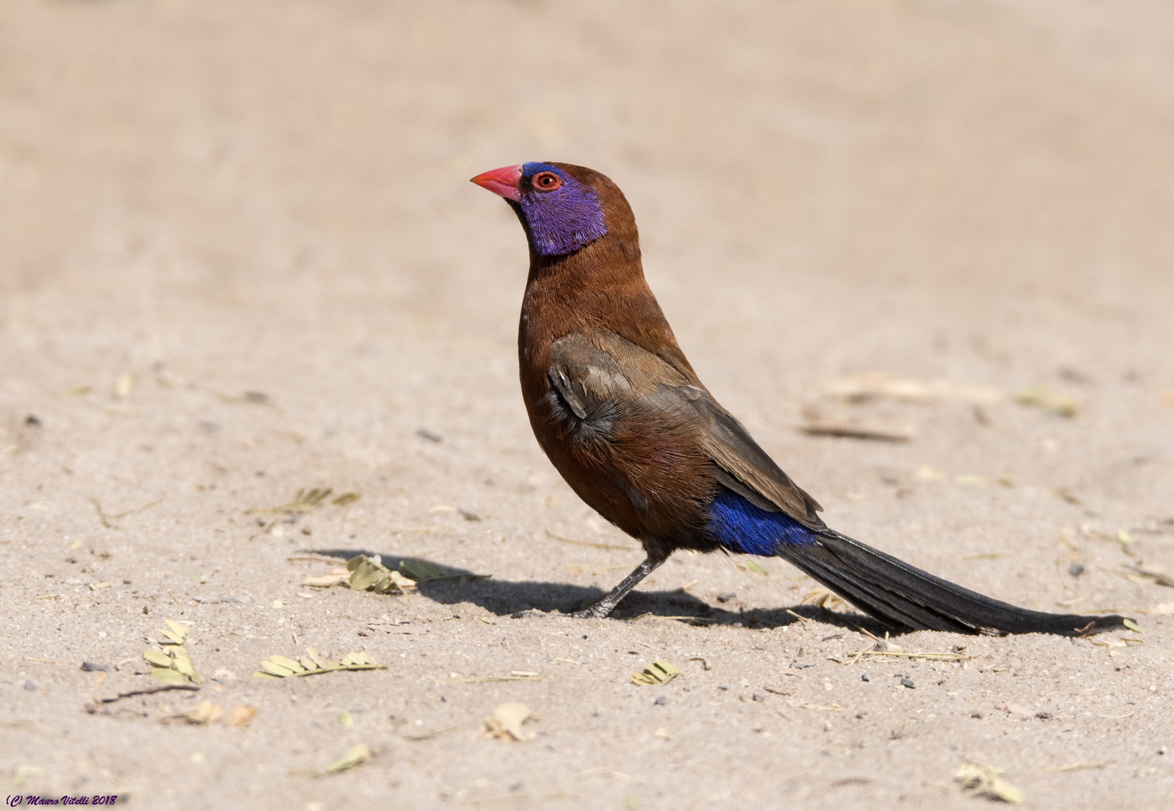 Violet-eared Waxbill