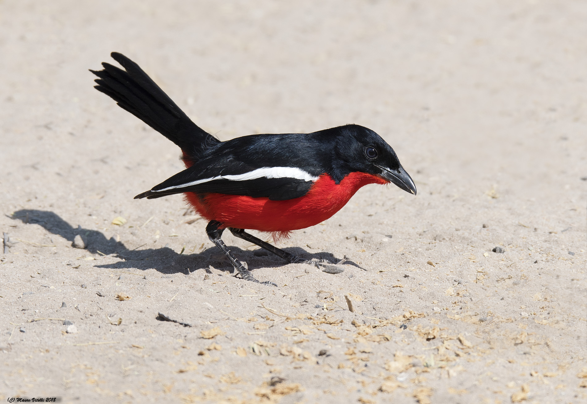 Crimson-breasted Shrike (Kalahari Desert)