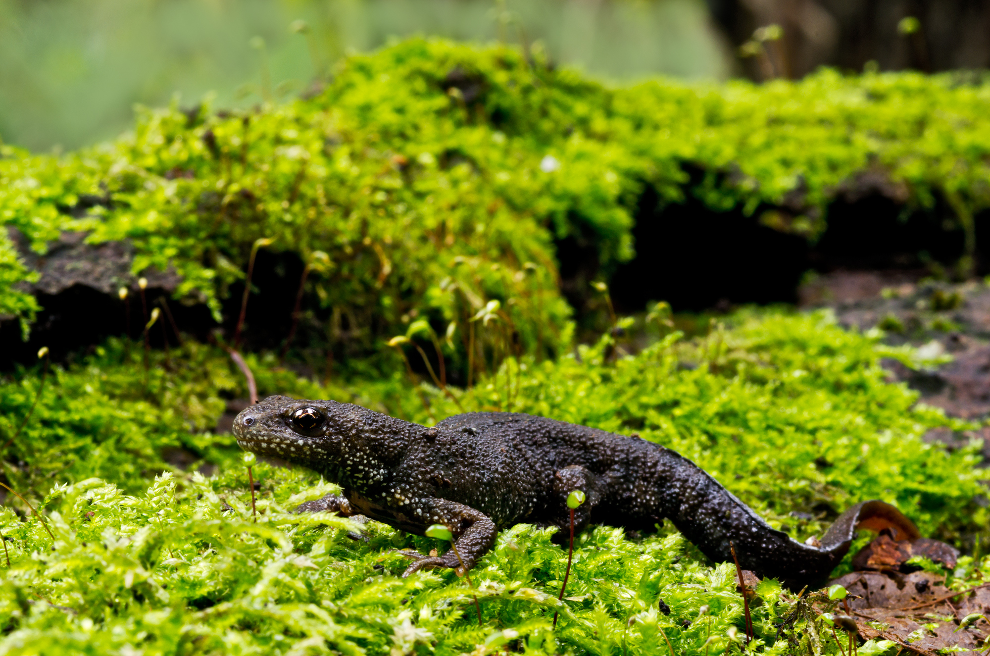 Triturus cristatus (Laurenti, 1768) - Salamandridae