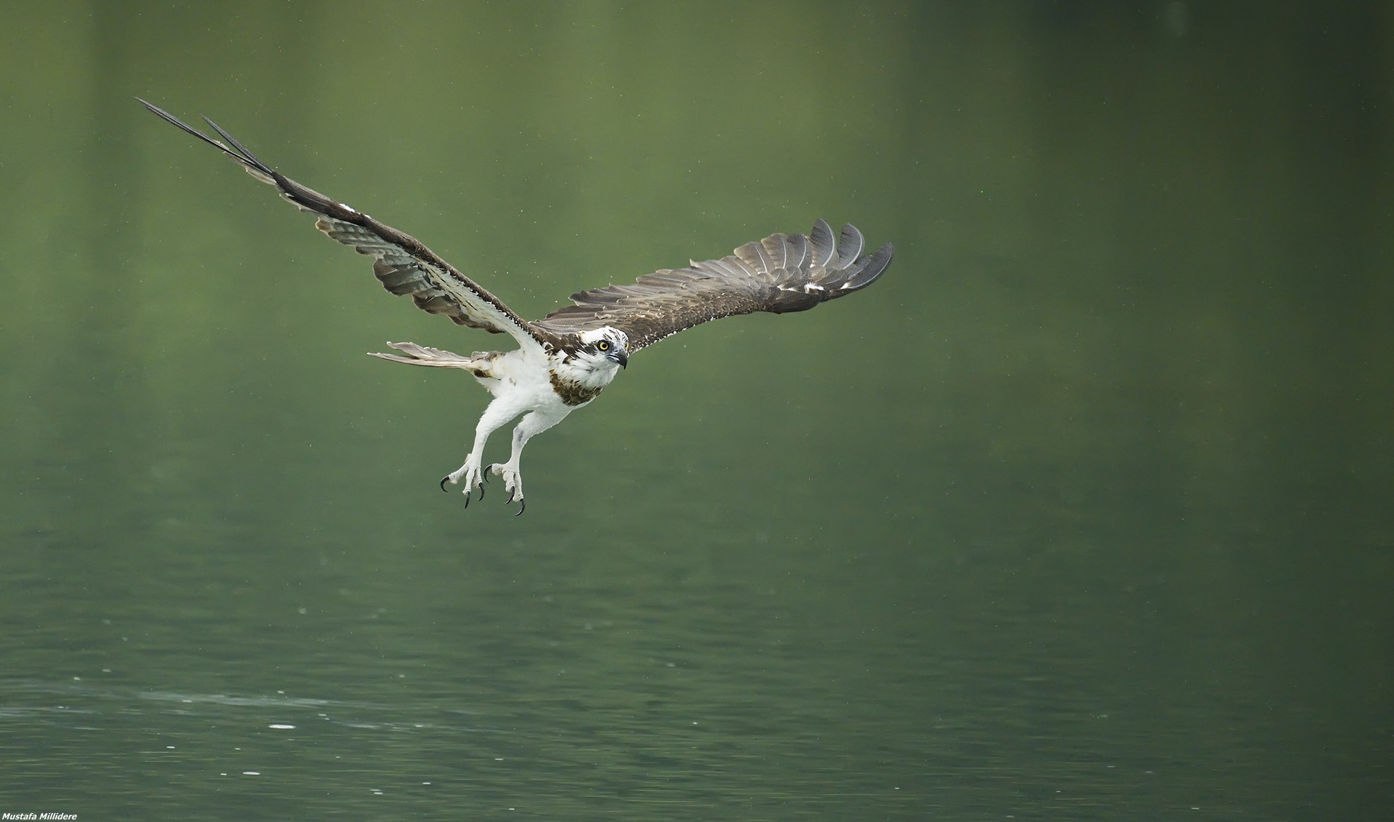 Osprey Dive 1 ...
