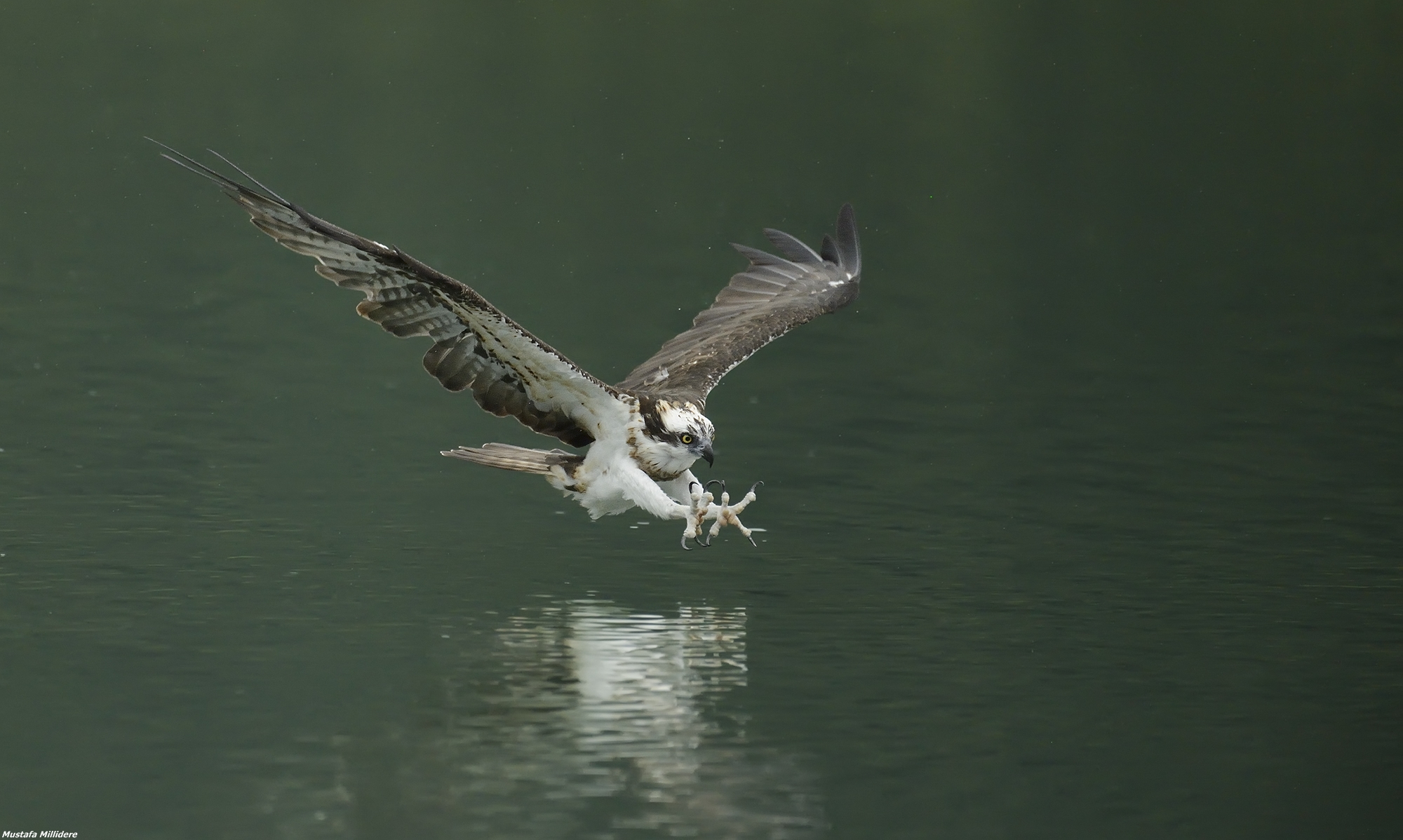 Osprey Dive 2...