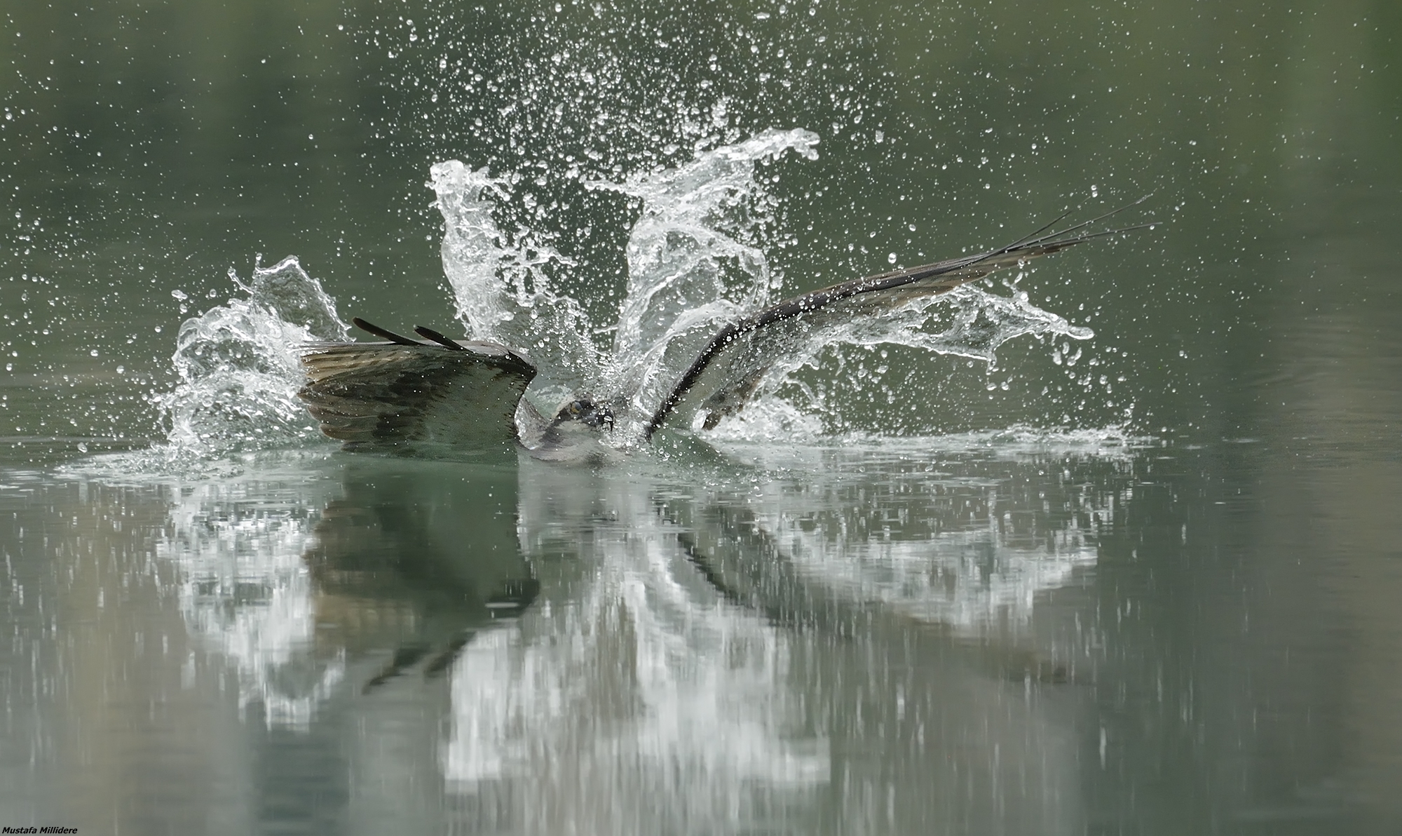 Osprey Dive 1...