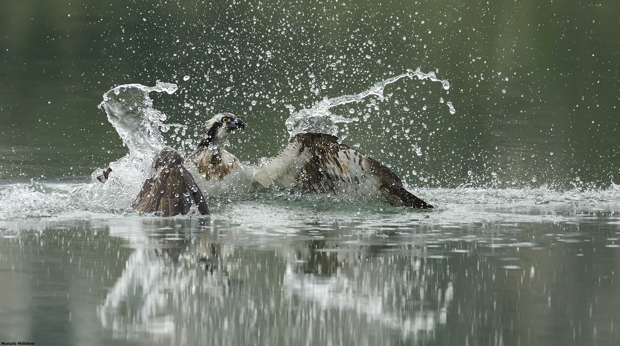 Osprey Dive 4...