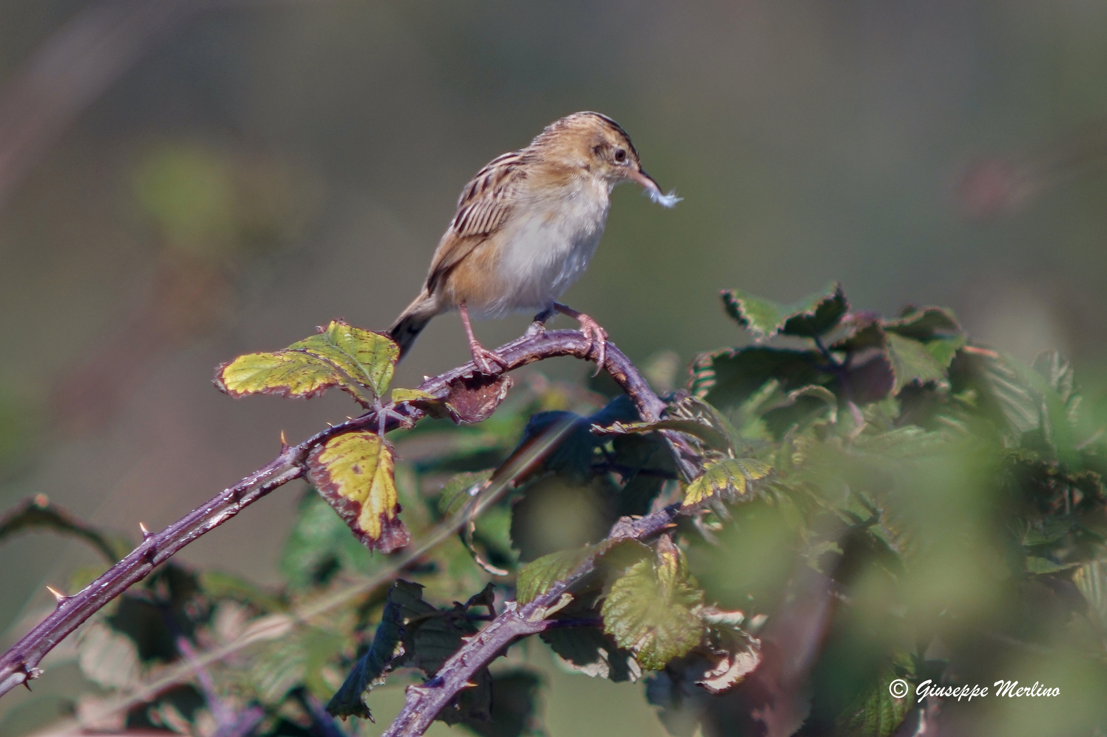 The Beccamoschino Friend