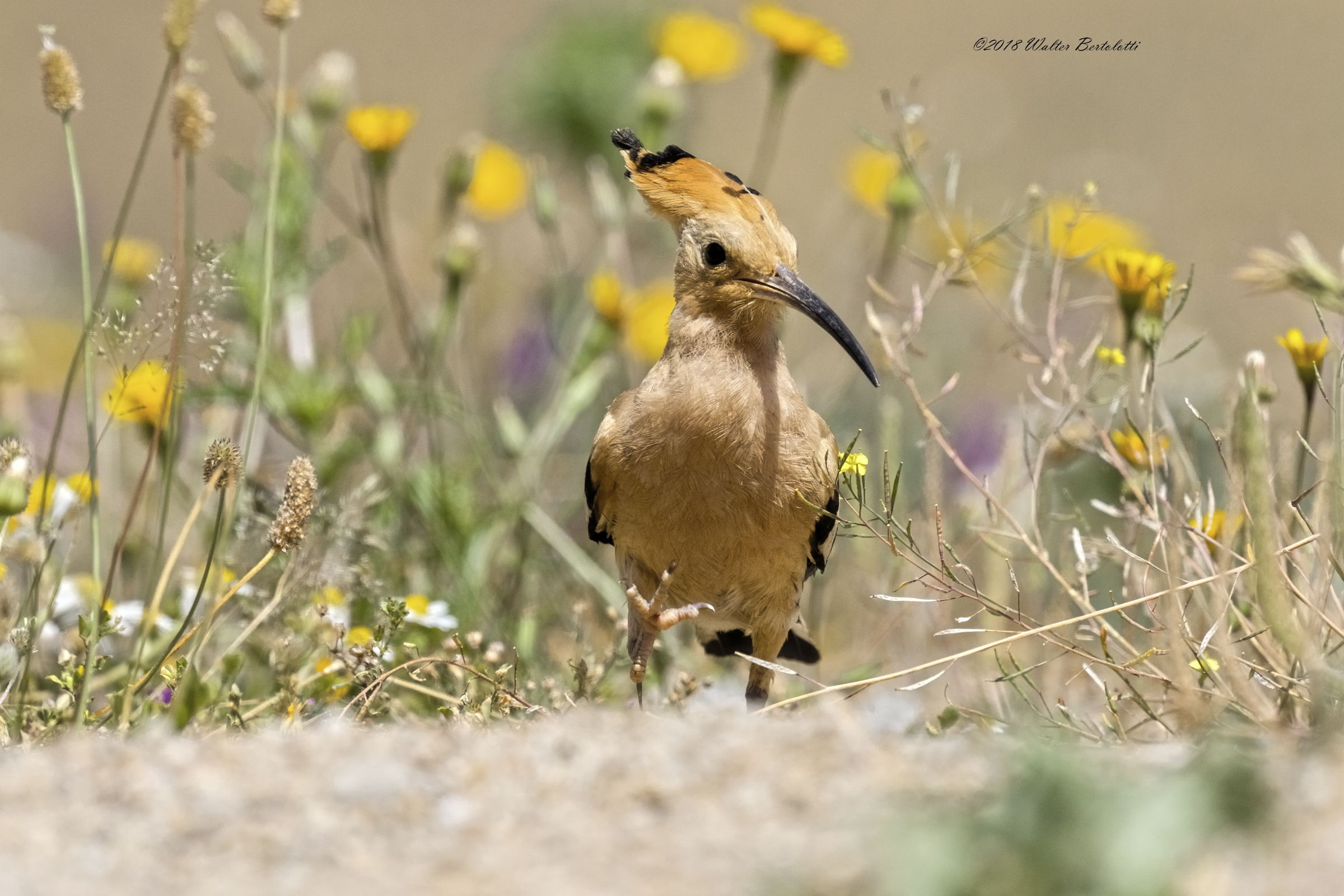 The Hoopoe Pass