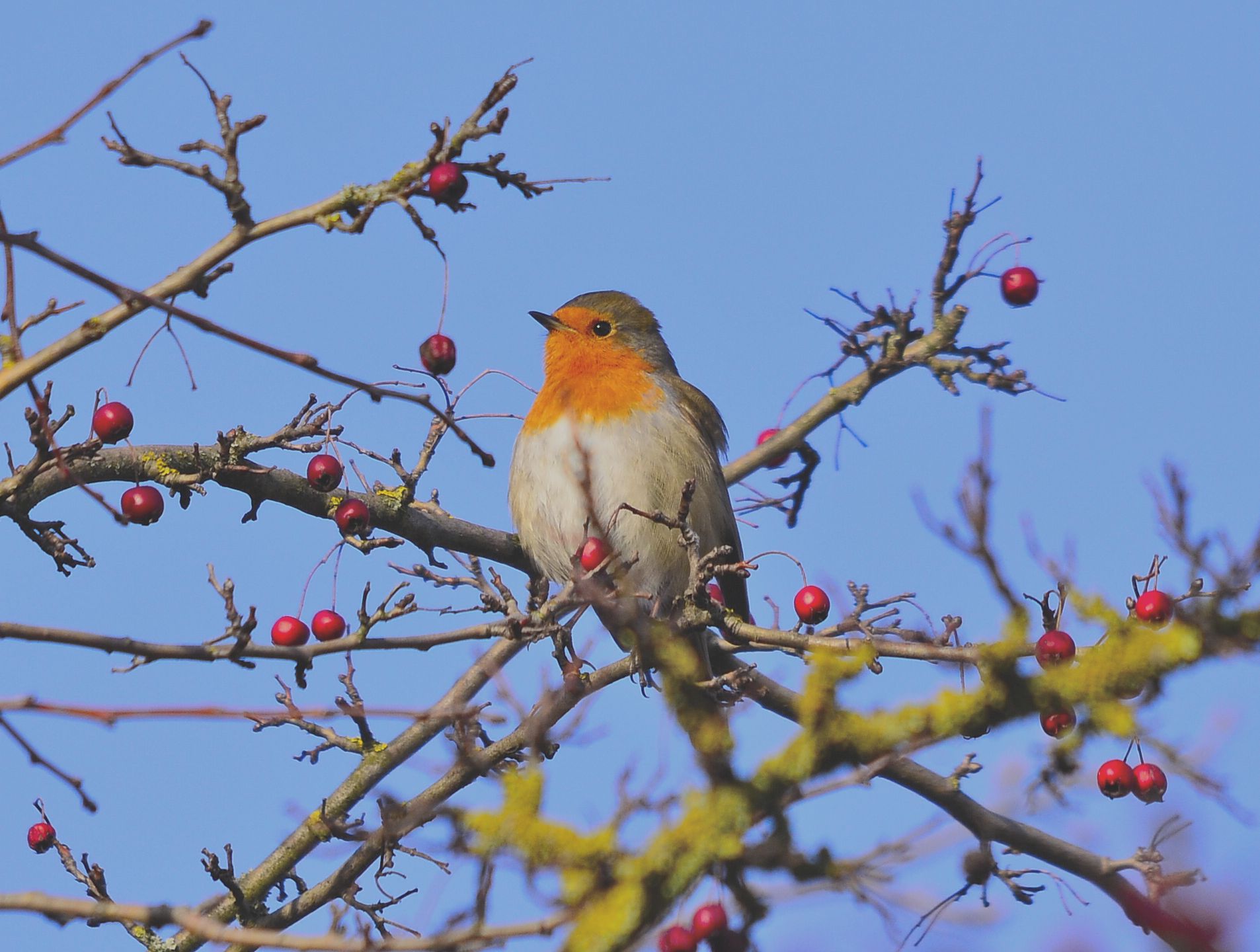 Robin in winter