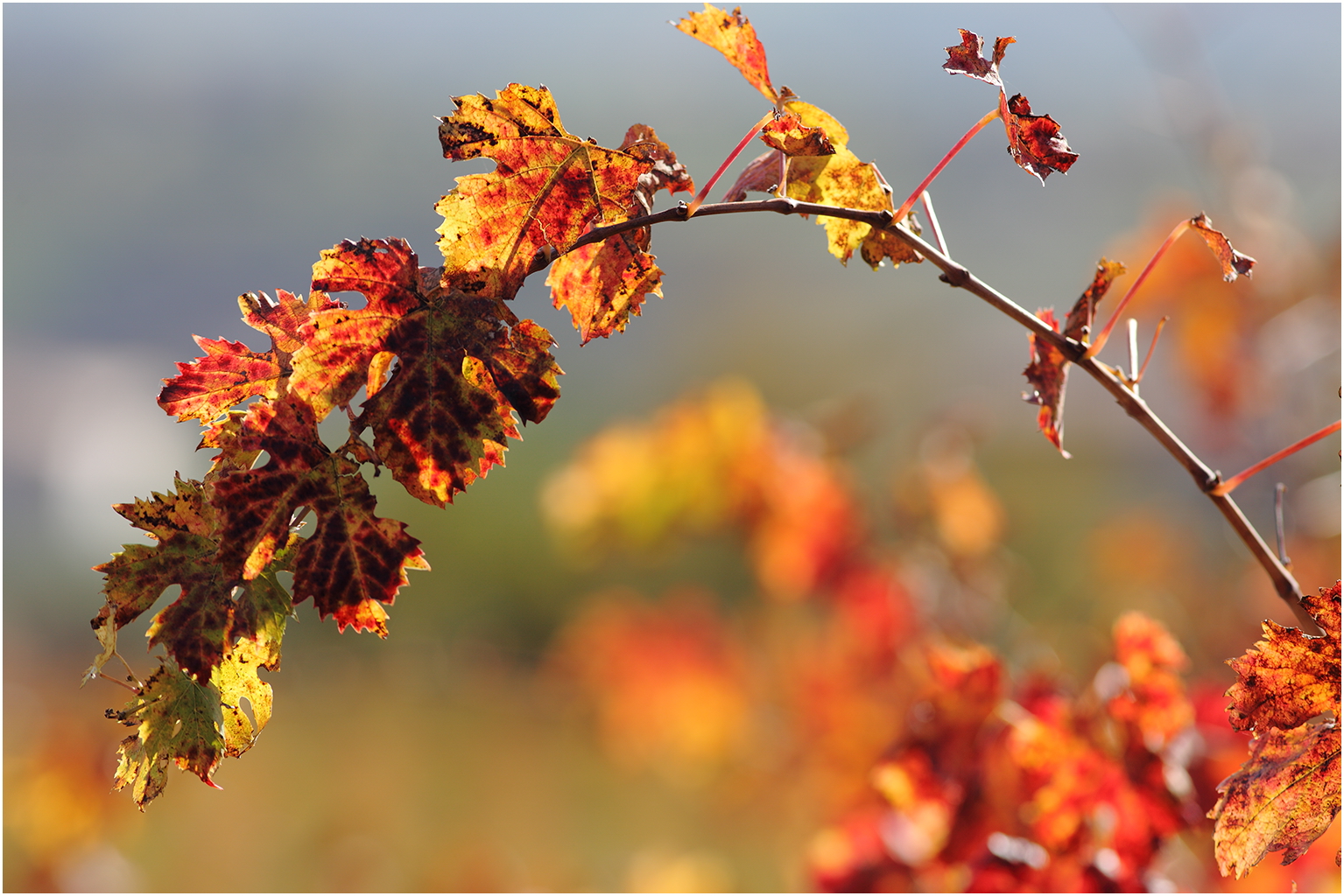 Autunno in foglie...