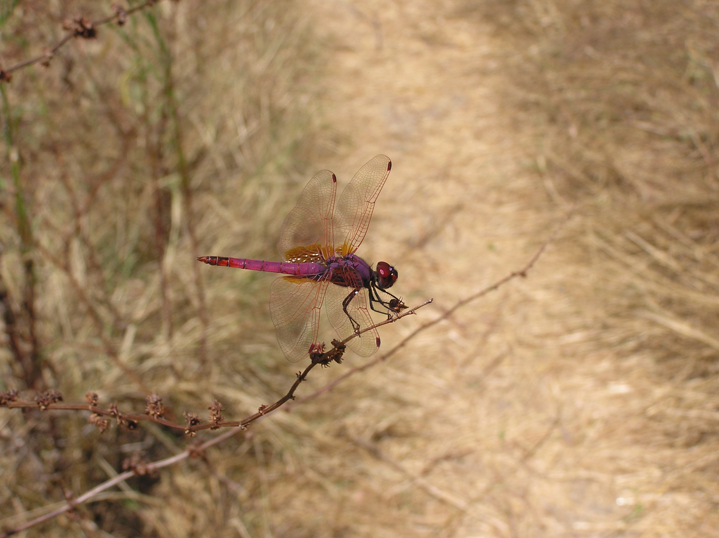 The Red Dragonfly