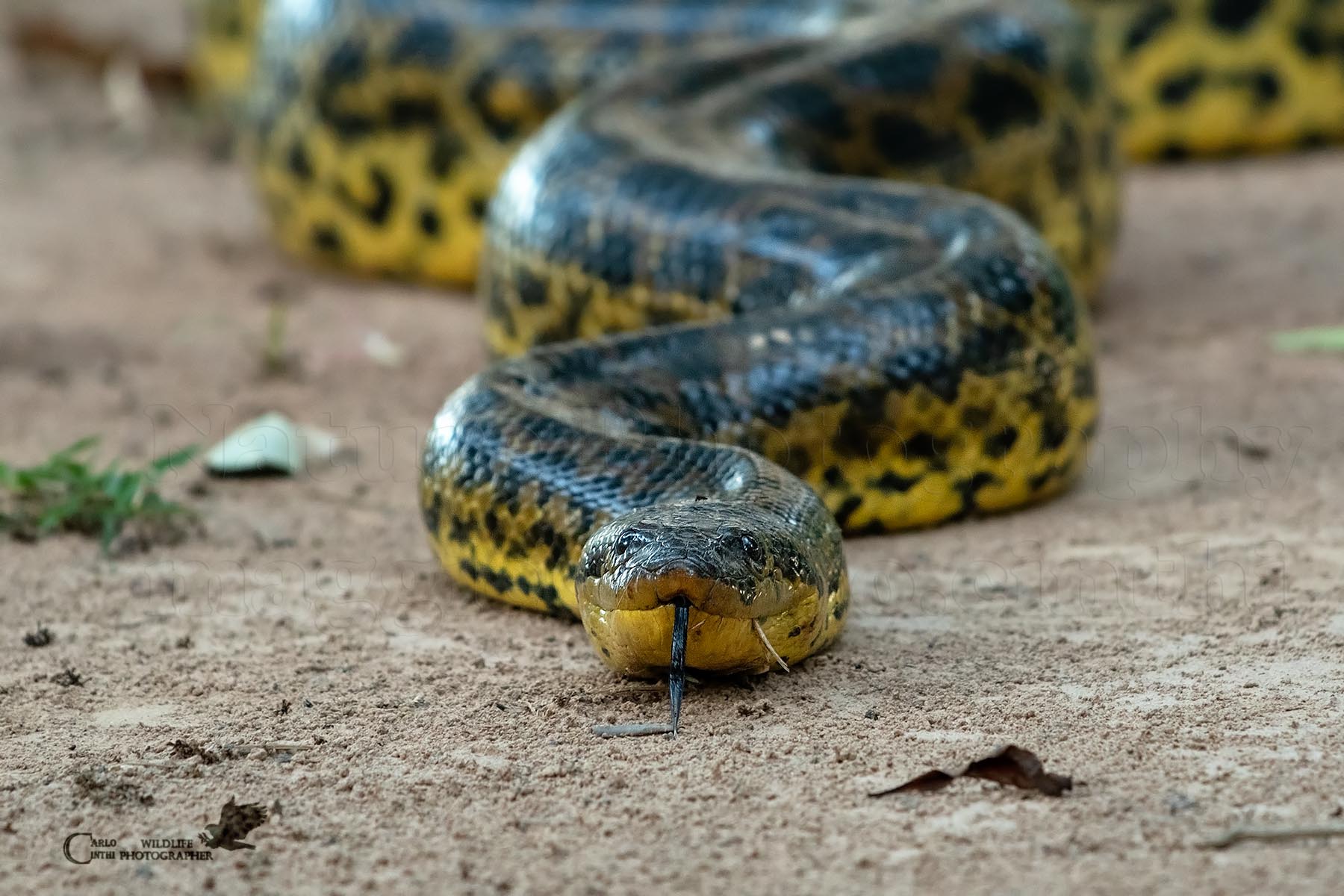 Anaconda gialla - Pantanal