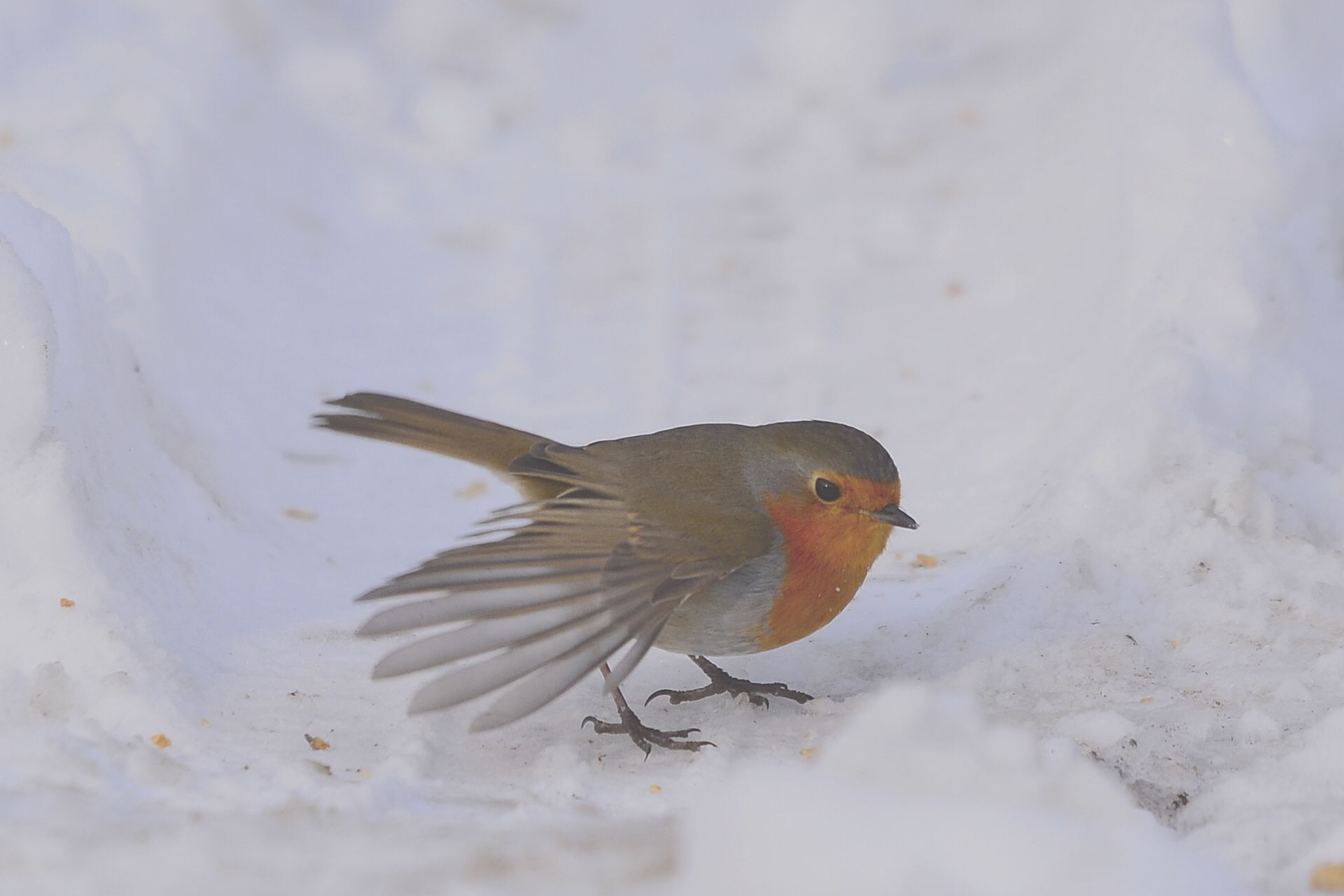 I bow to you gentlemen!