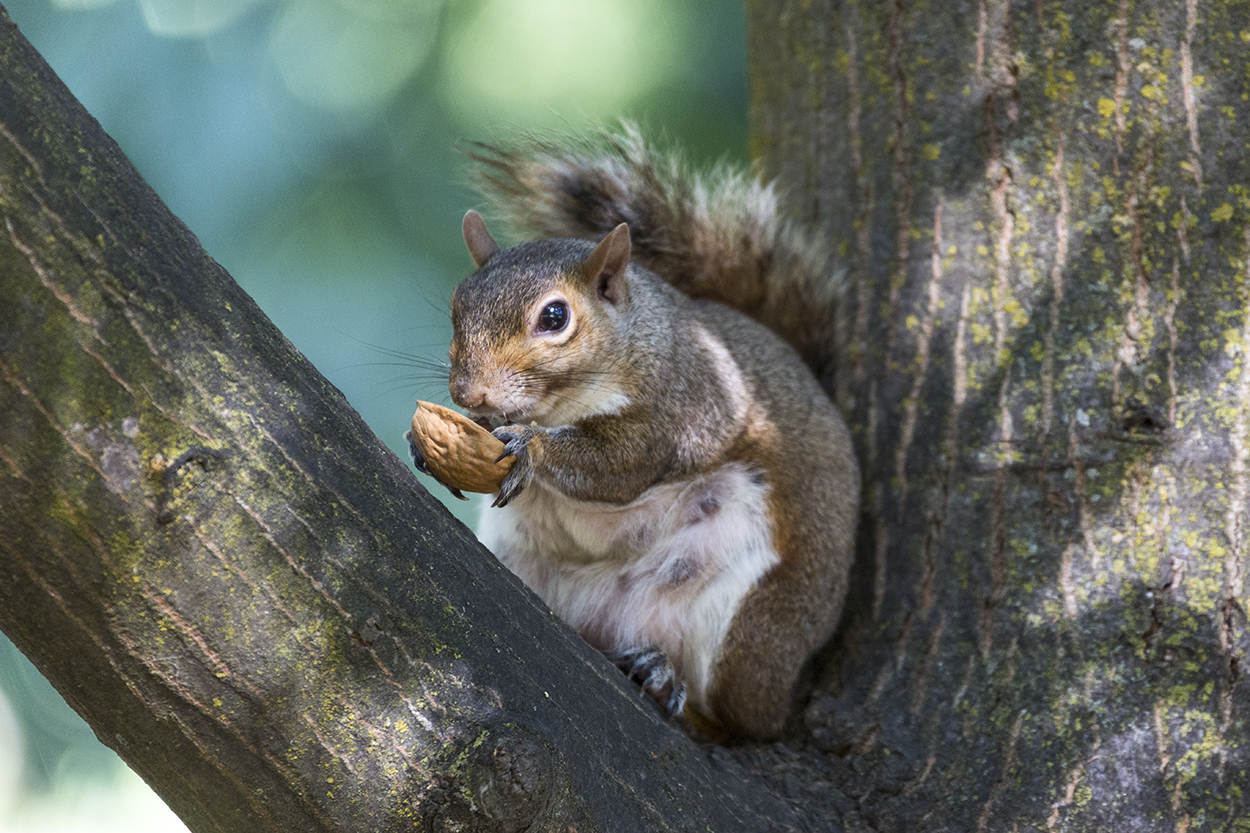 Scoiattolo 02