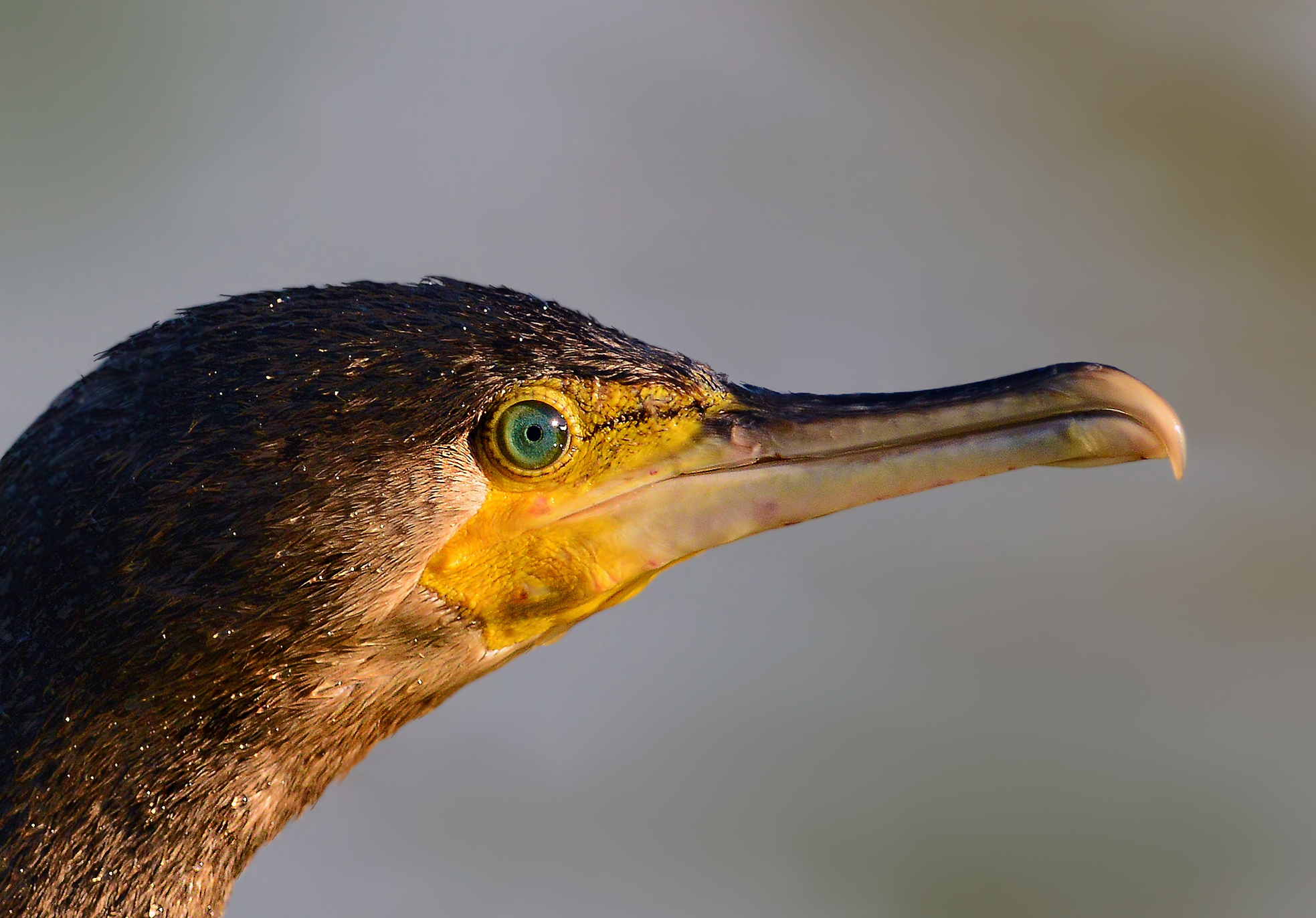 Cormorant
