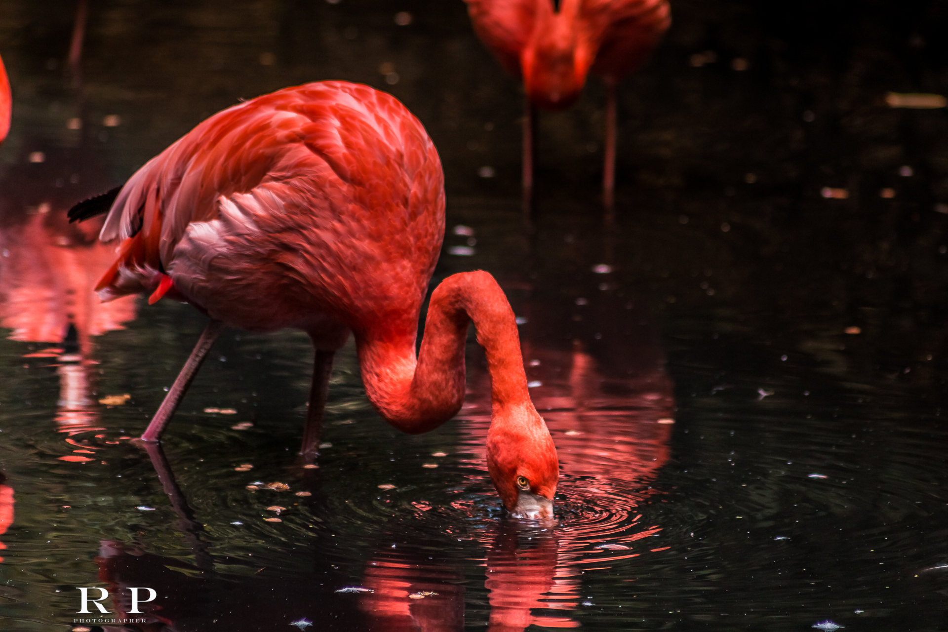 Fenicottero Rosso particolare