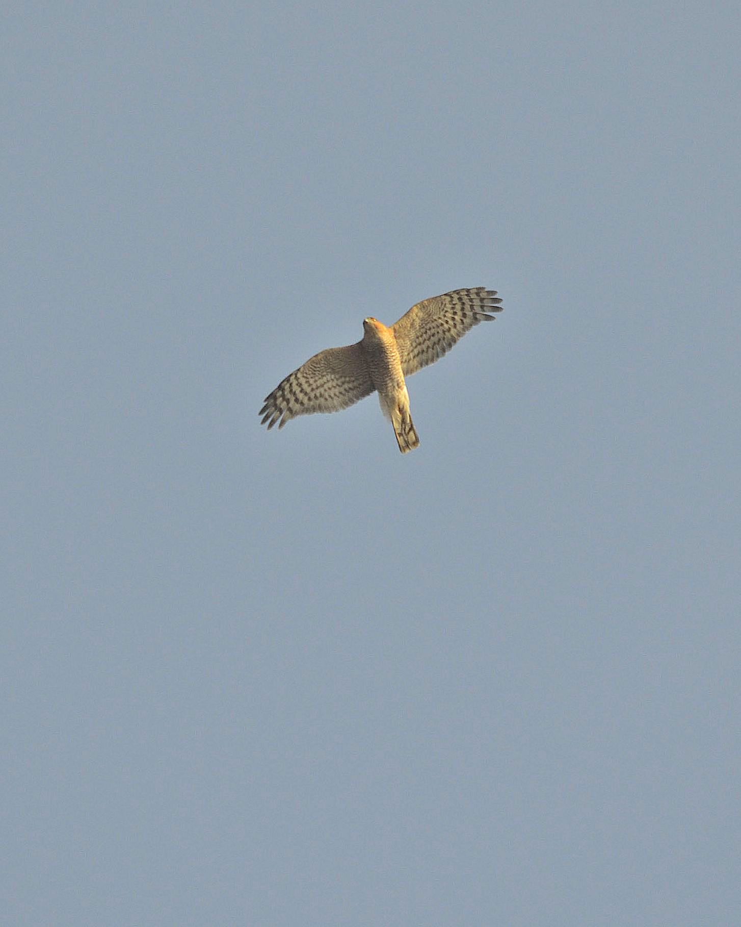 I am the hawk and I'm watching you!