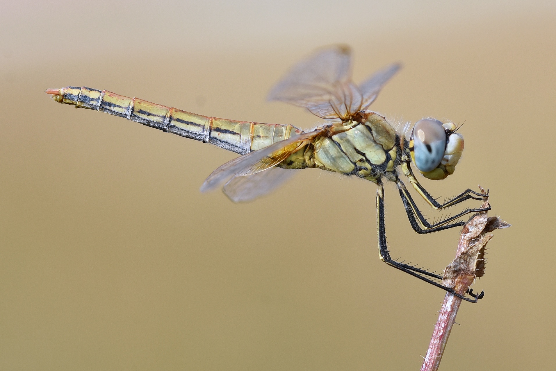 Sympetrum Fonscolombii 4
