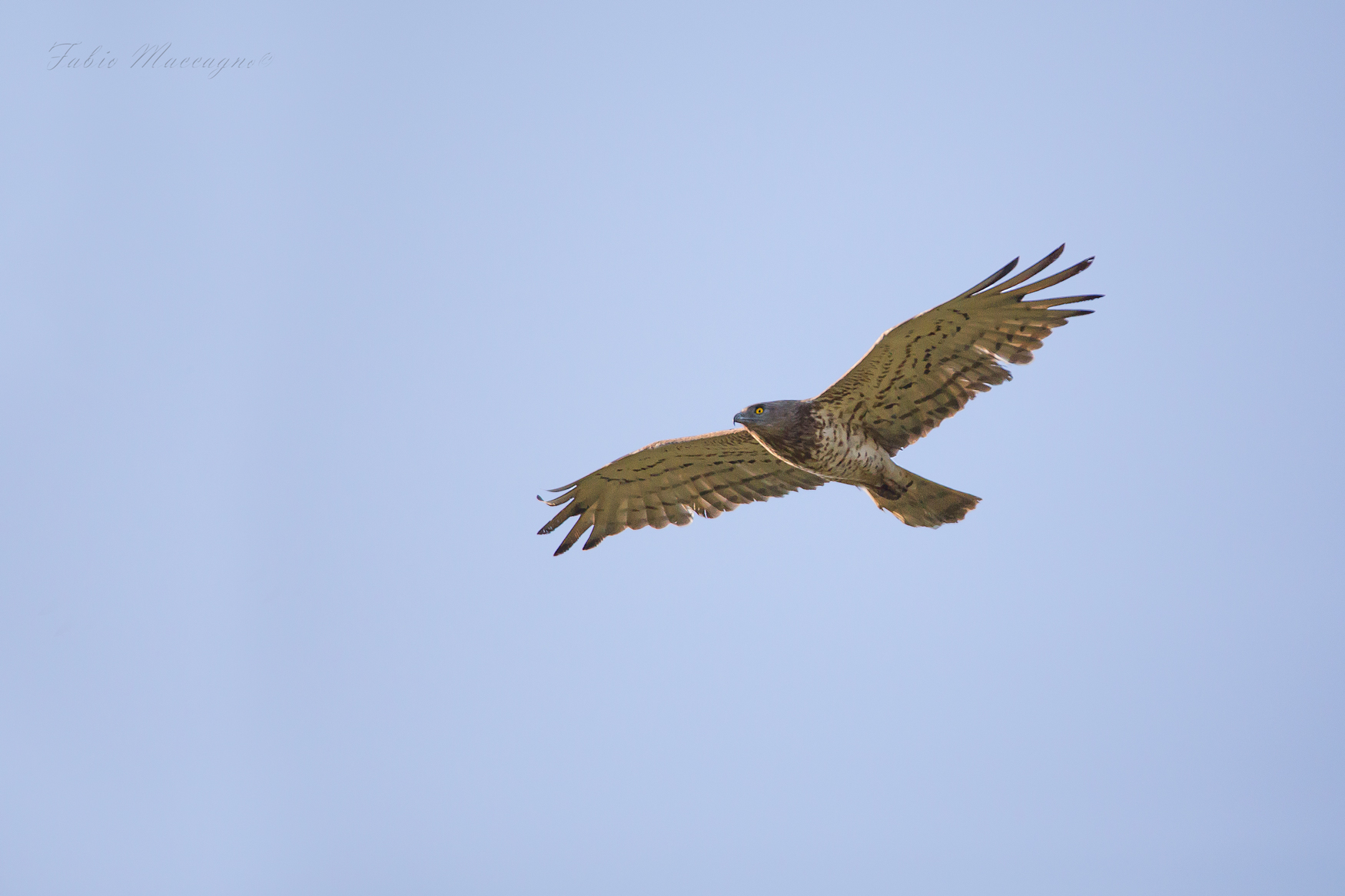 Biancone (Circaetus gallicus)