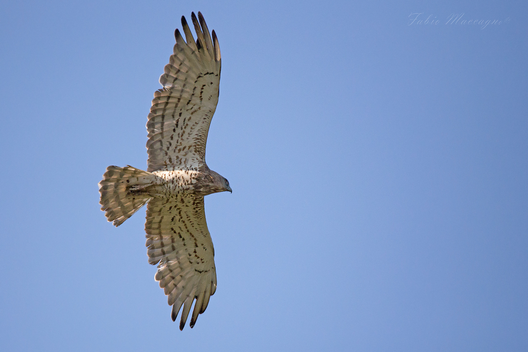 Biancone (Circaetus gallicus)