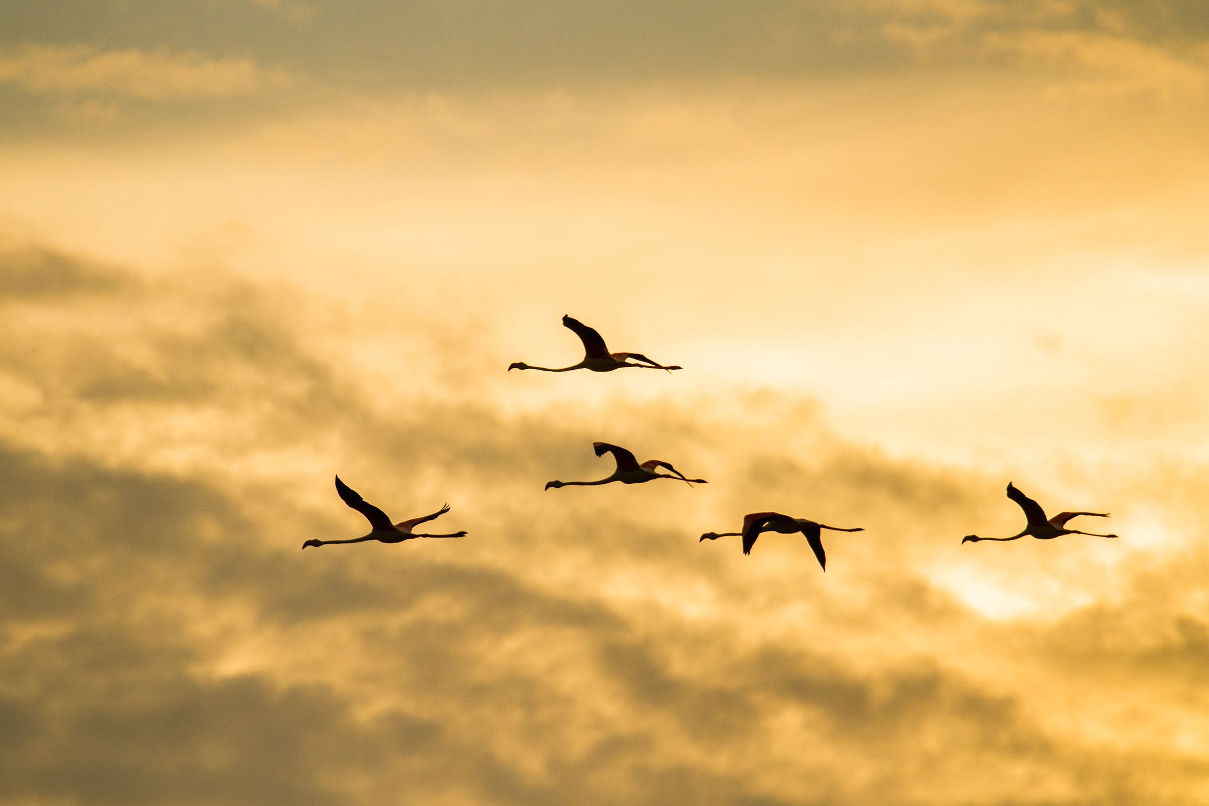Fenicotteri al tramonto