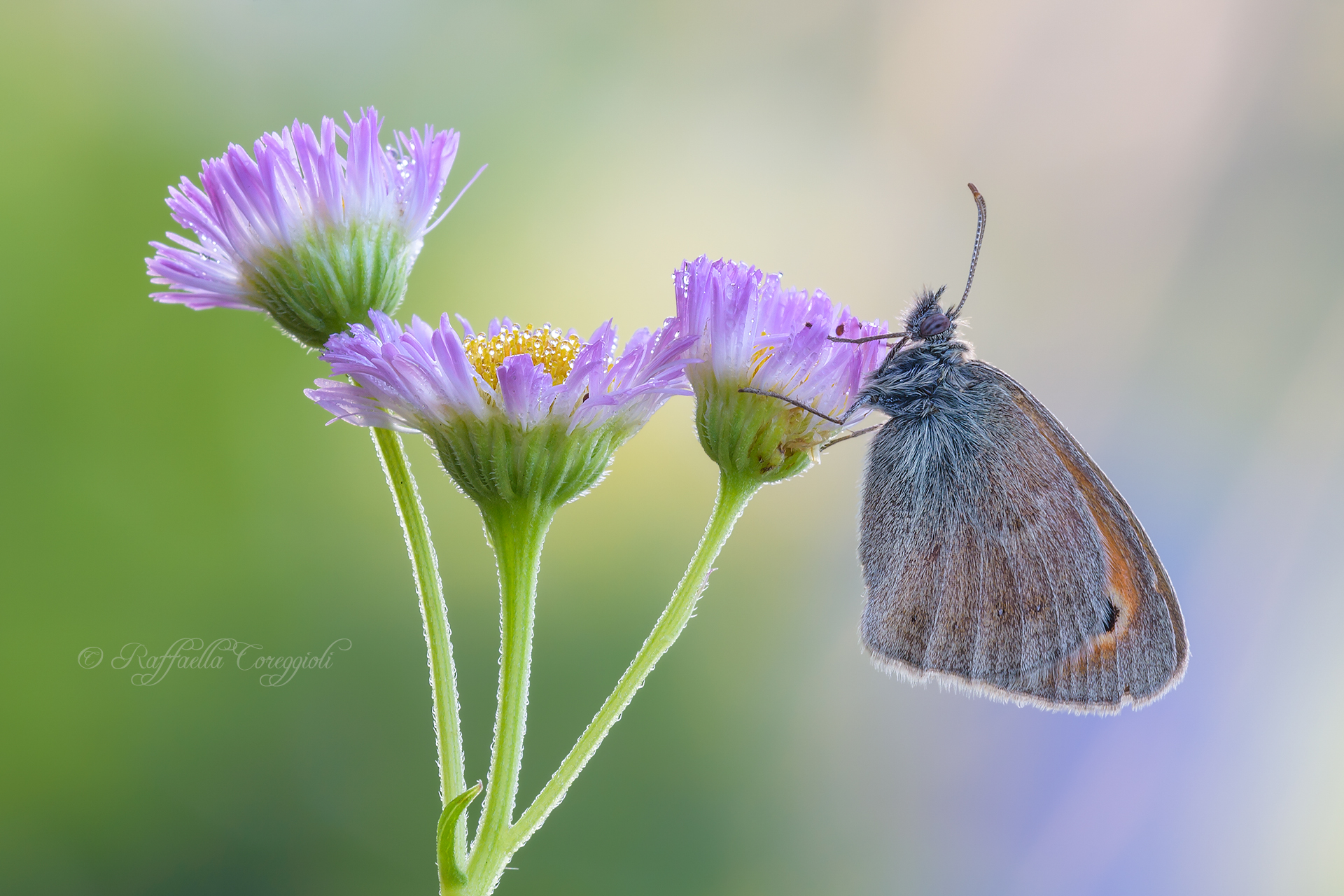 Coenonympha pamphilus