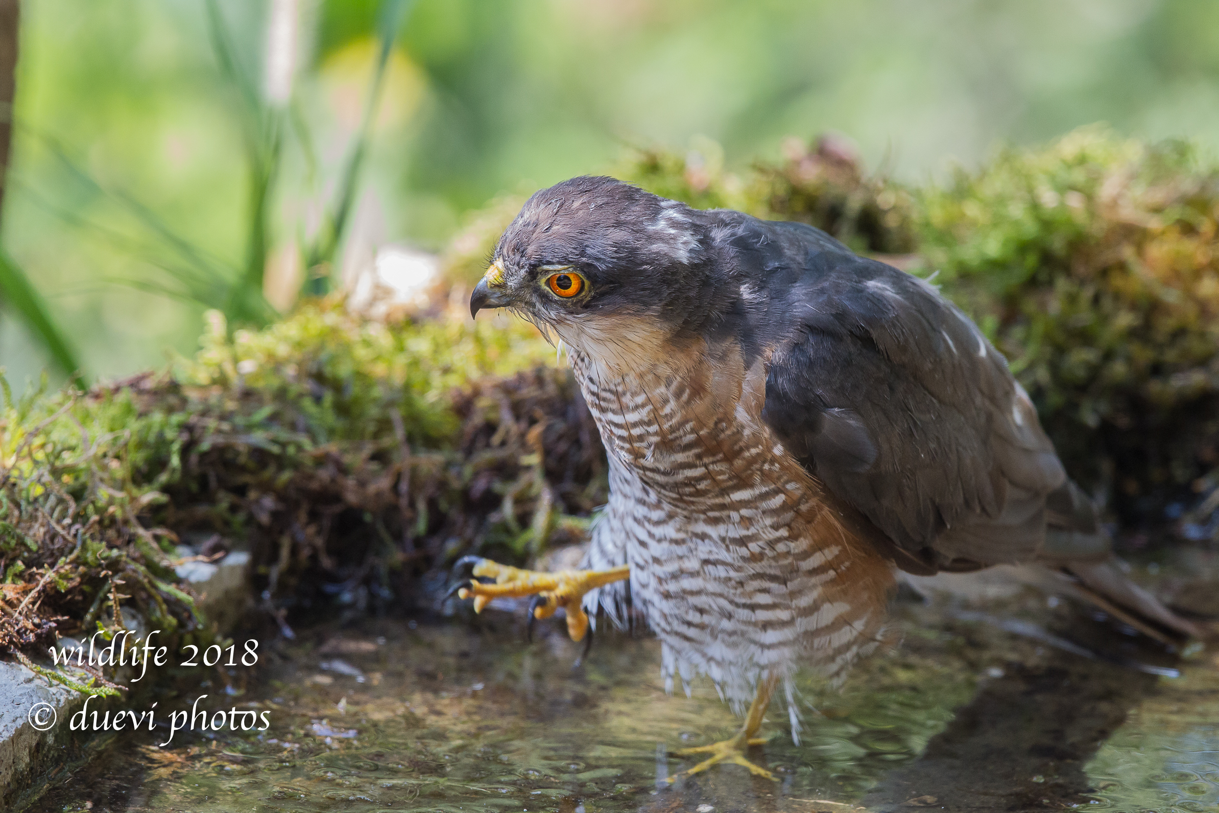 Sparviere in the woods: the bathroom