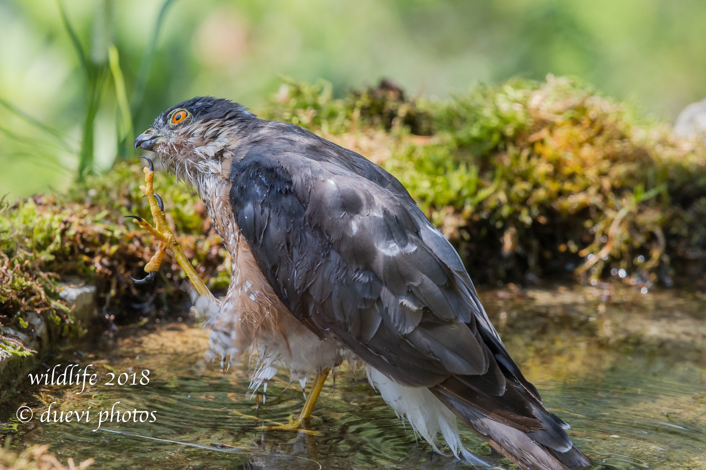 A scratch... Sparrowhawk