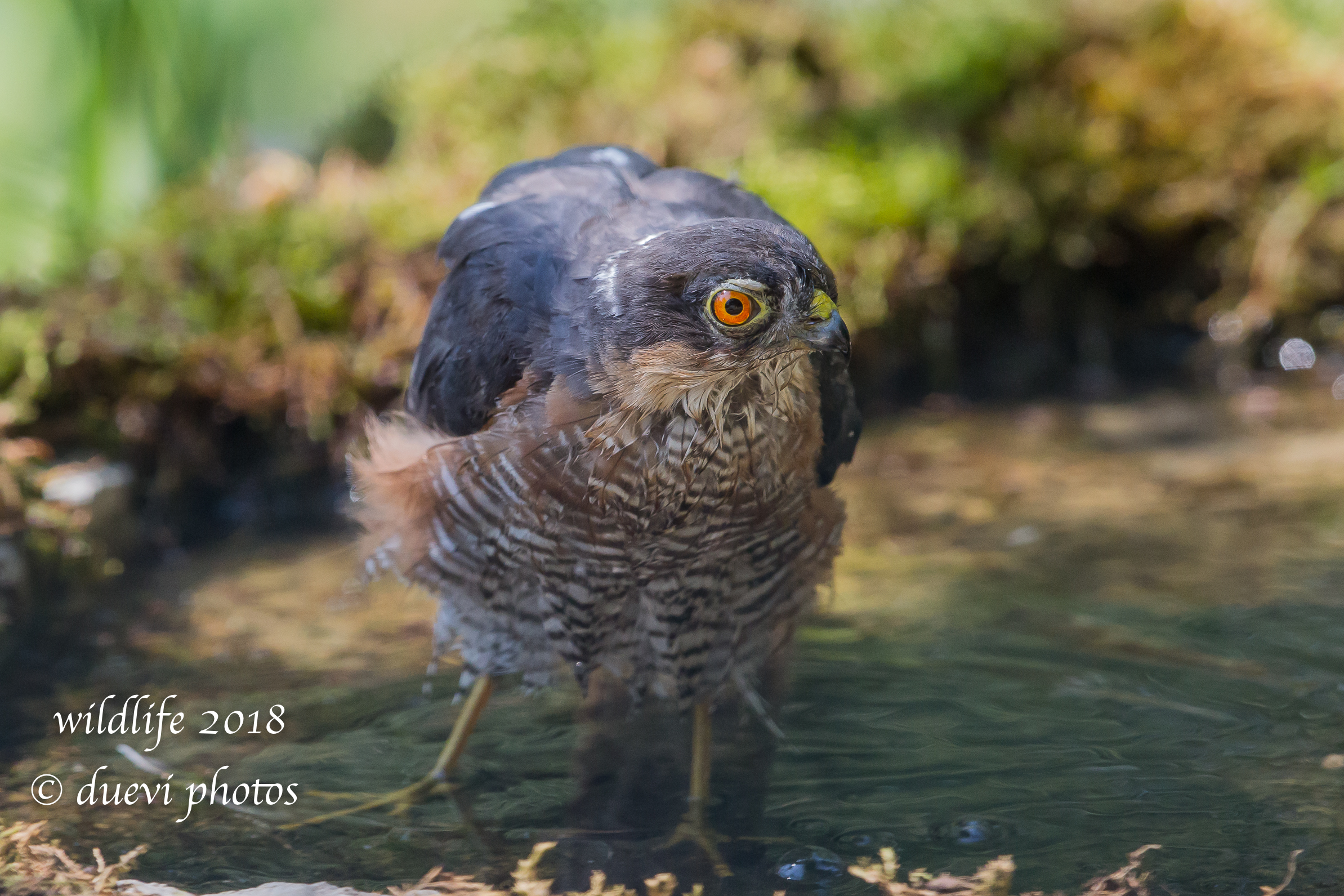 Sparviere in the woods: the bathroom