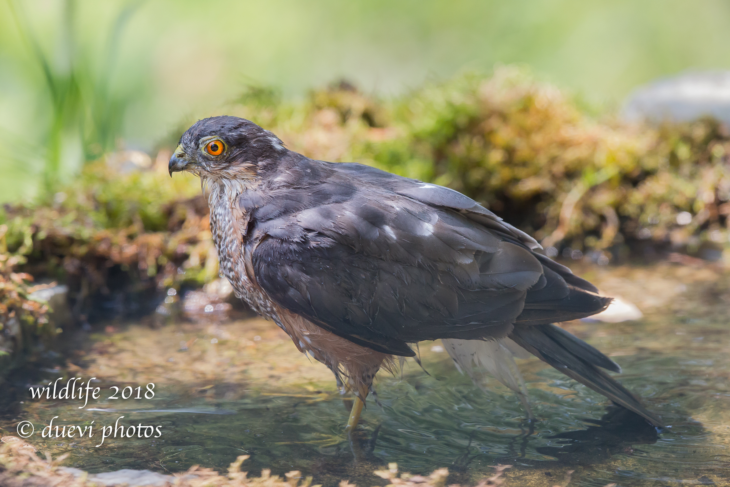 Sparviere in the woods: the bathroom
