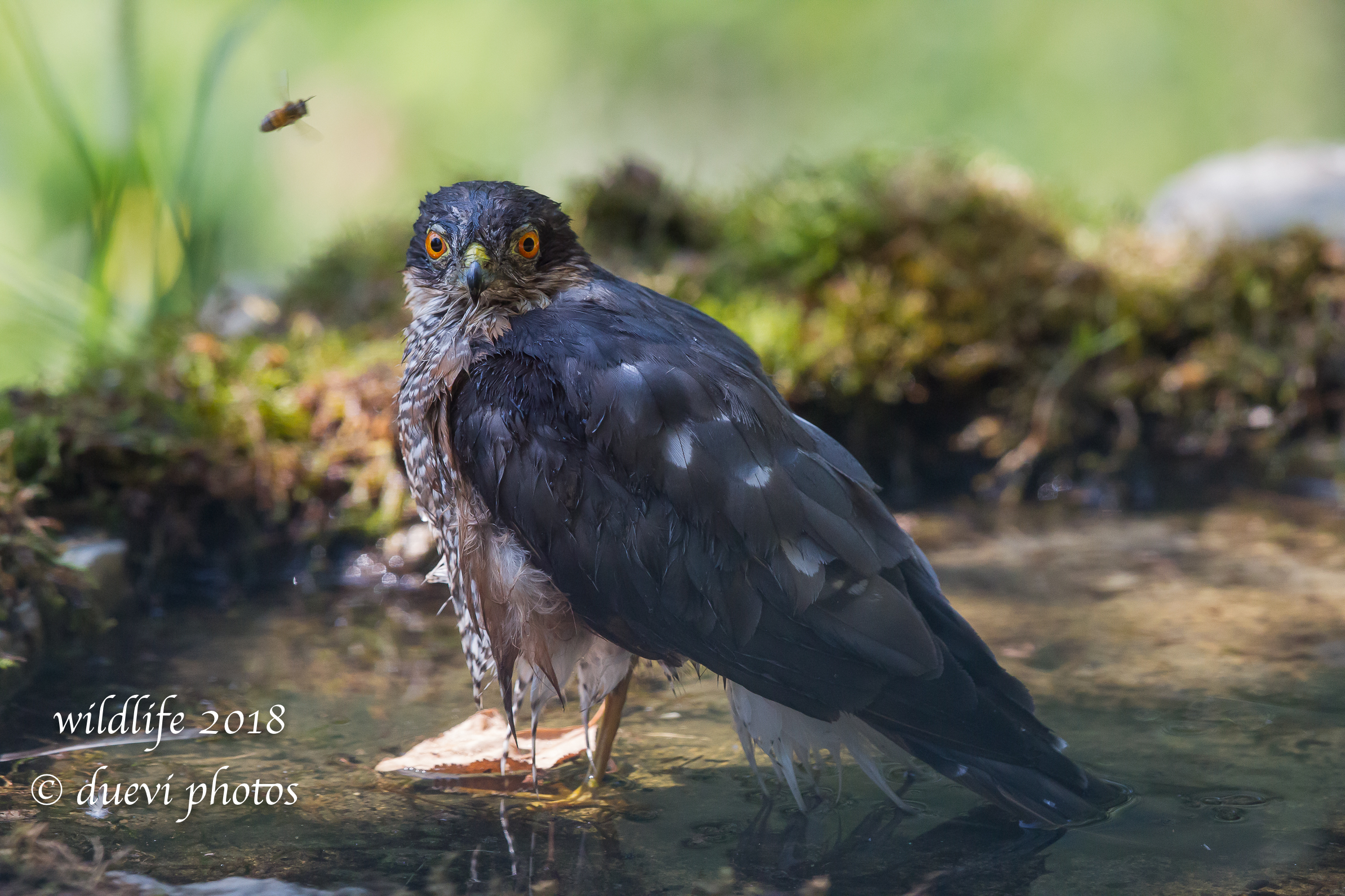 Sparviere in the bathroom
