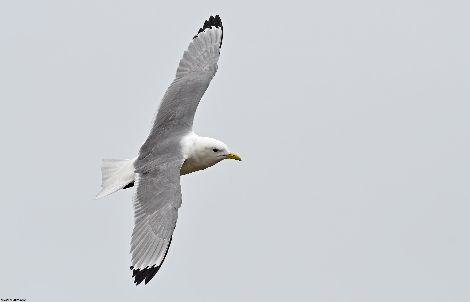 Kittiwake...