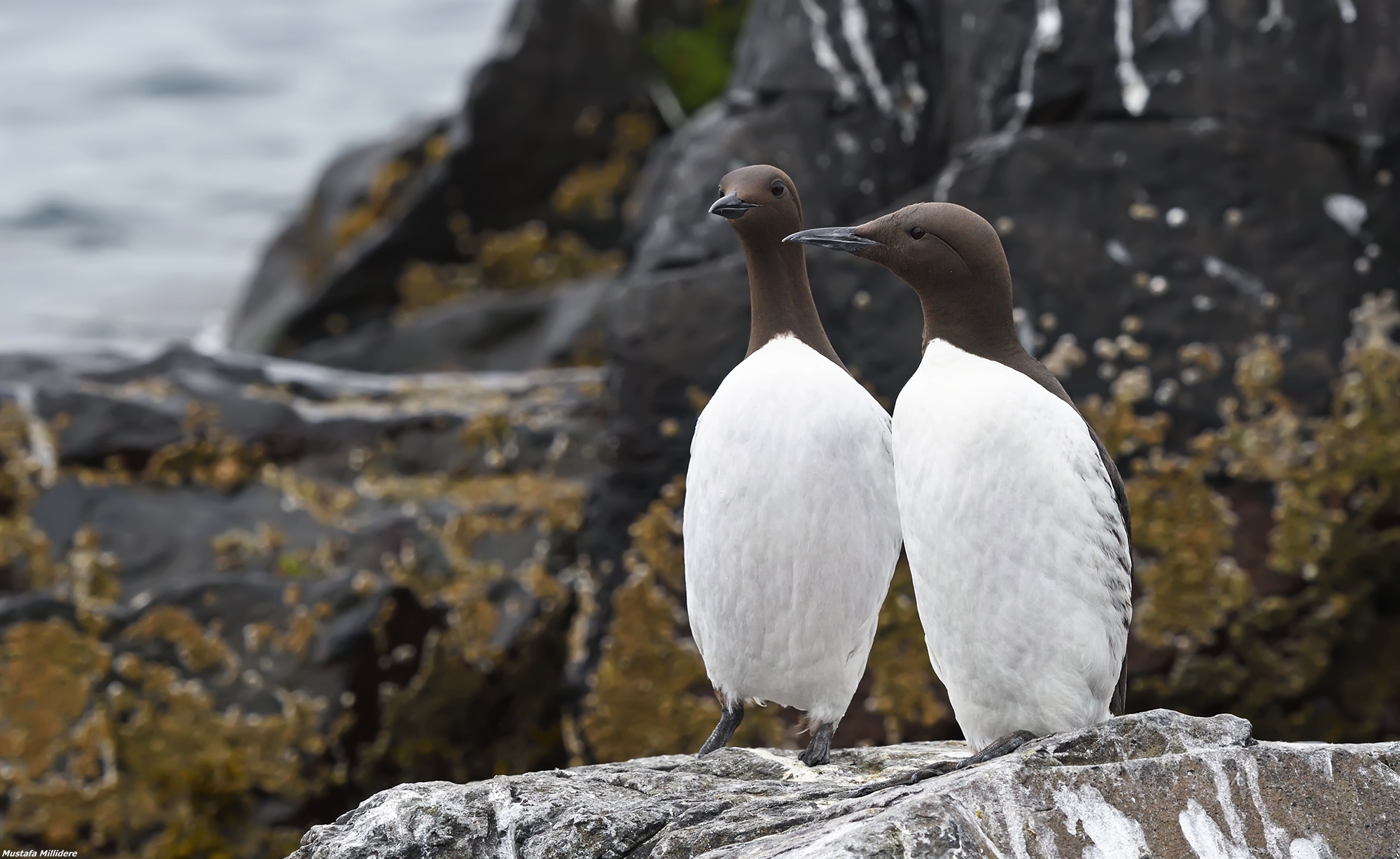 Guillemot...