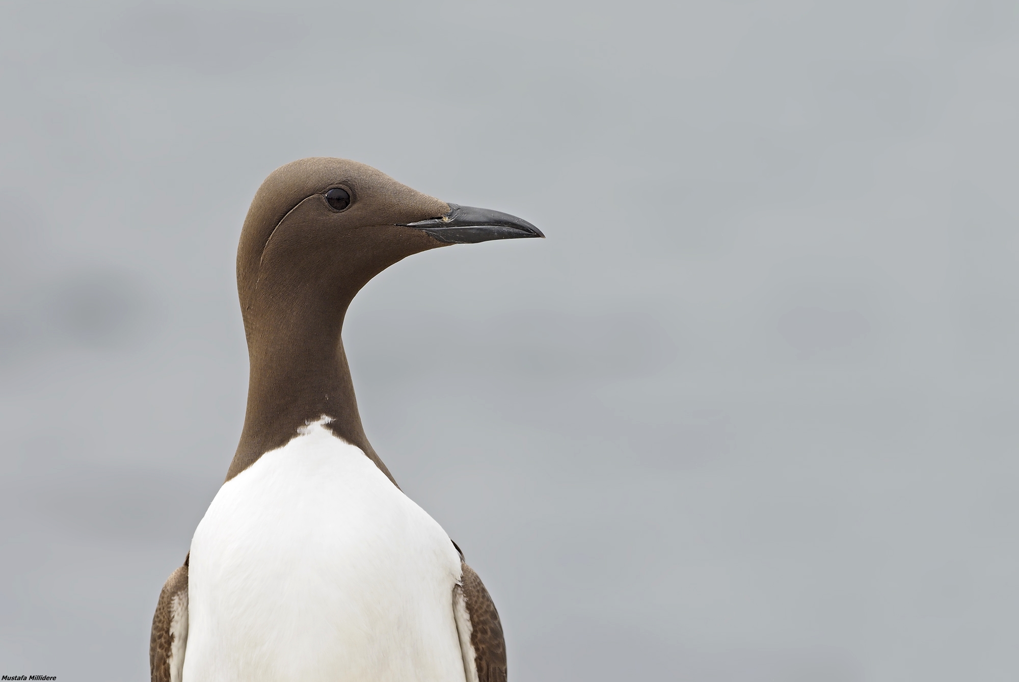 Guillemot...