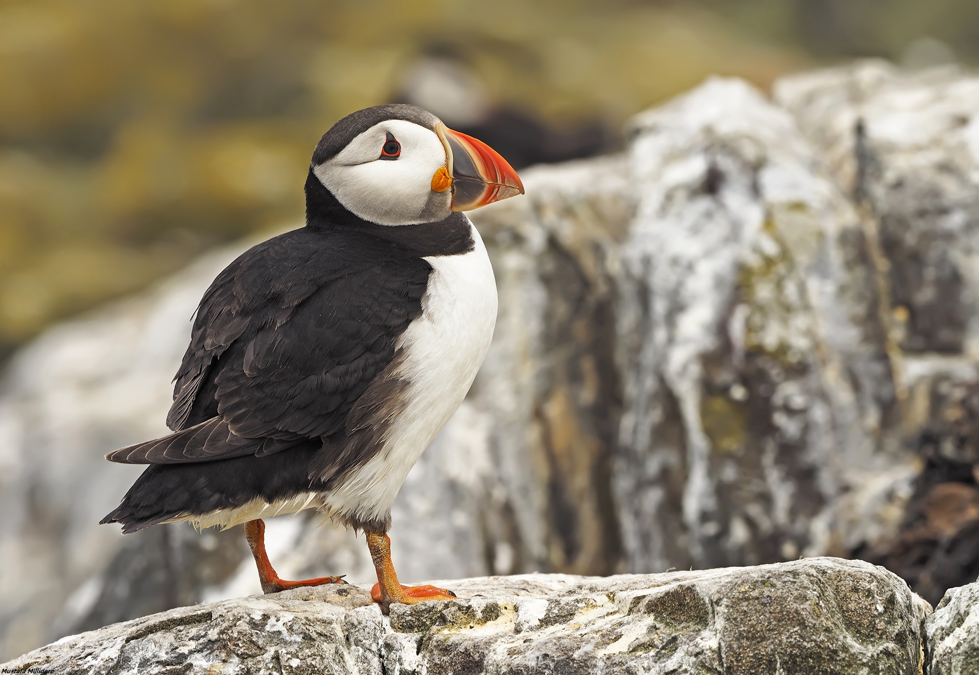 Puffin...