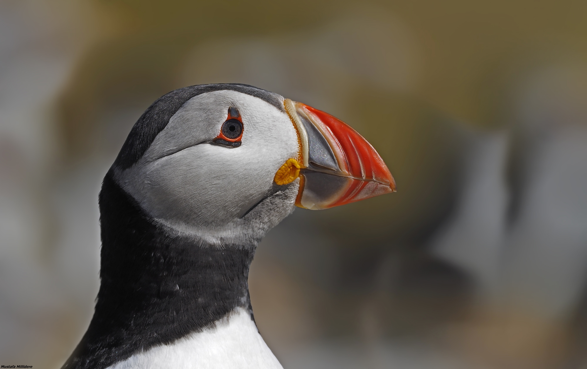 Puffin ...