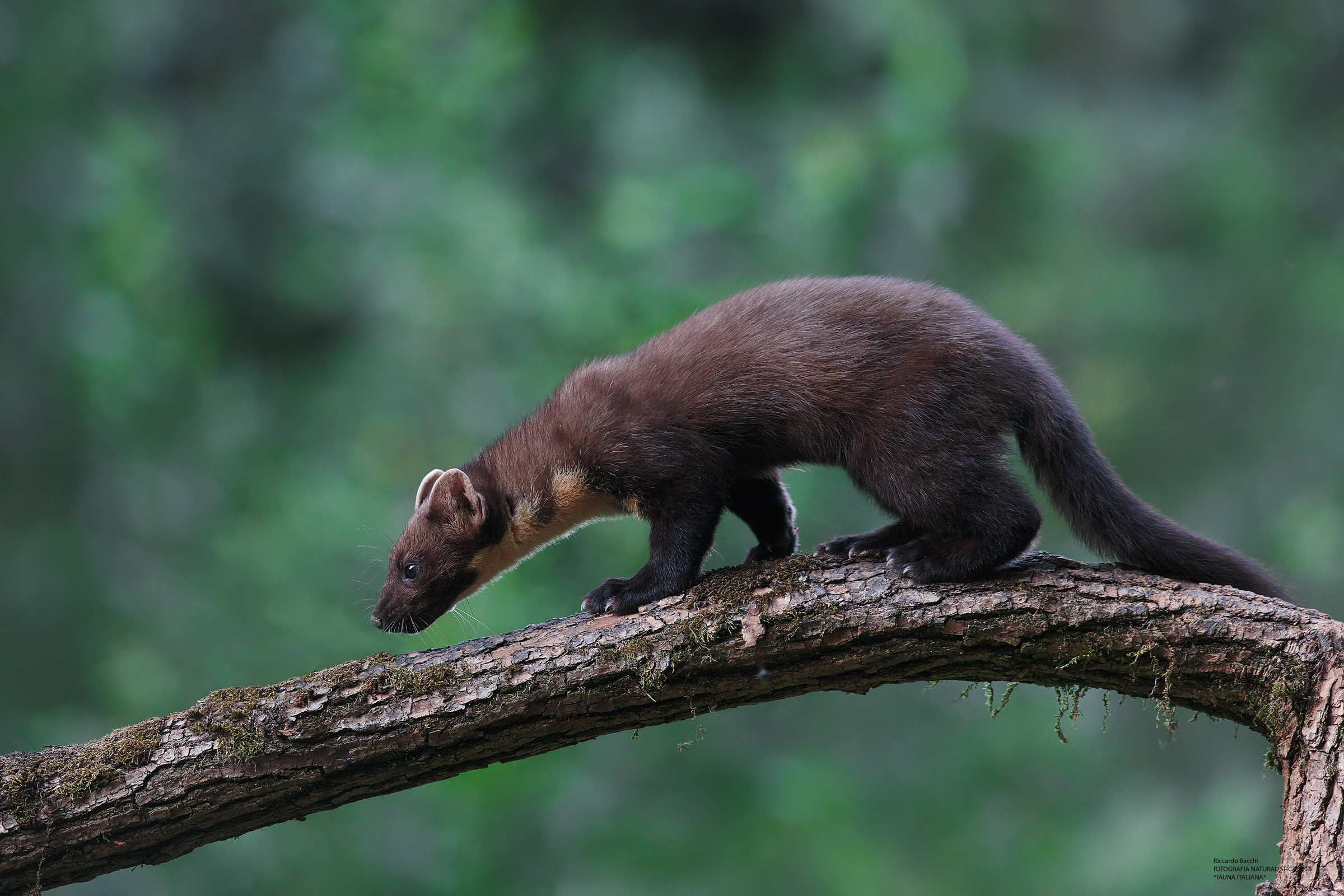 Martora  - Pine Martens...Appennino Tosco Emiliano