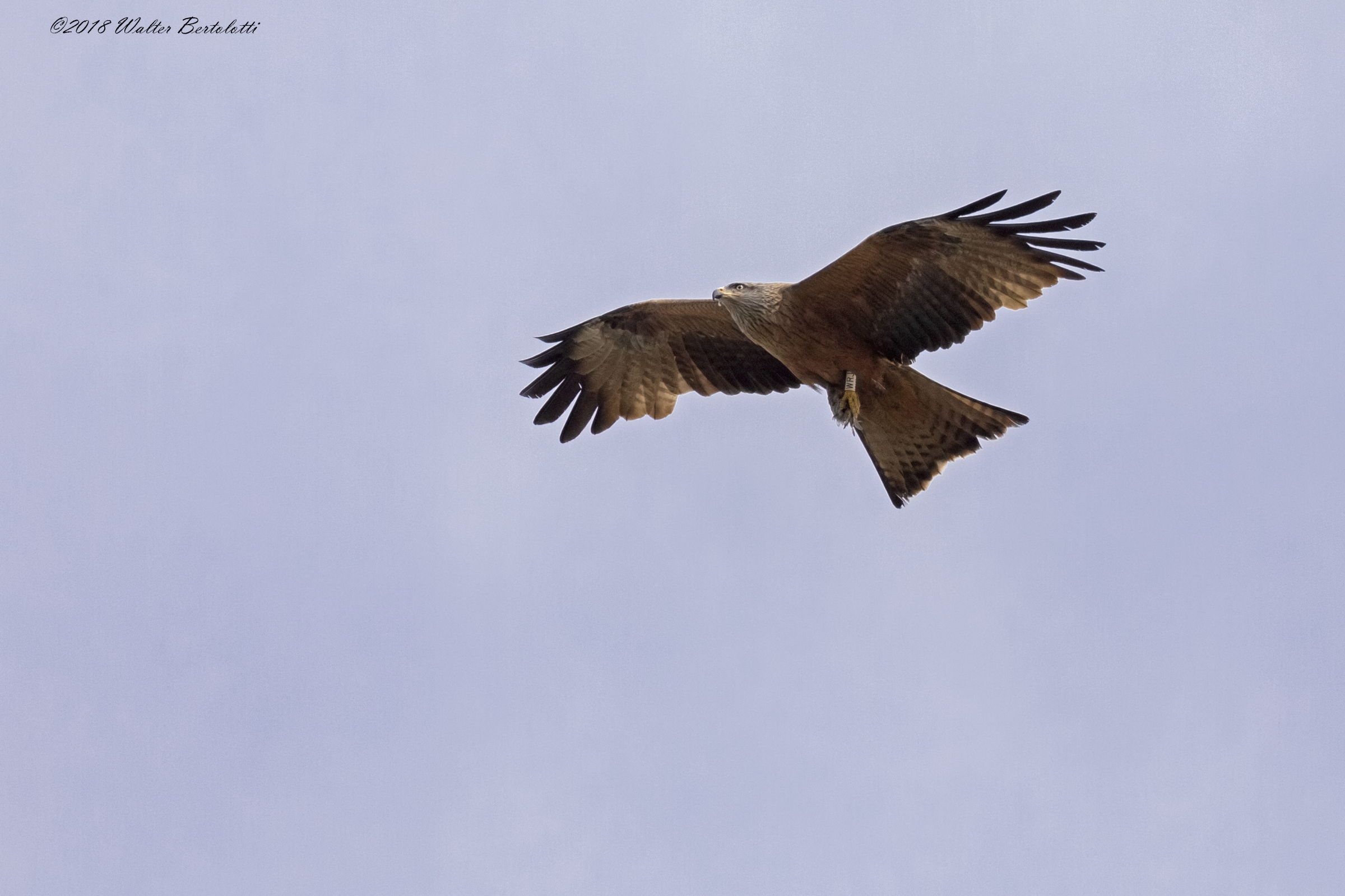 nibbio bruno e la sua cena