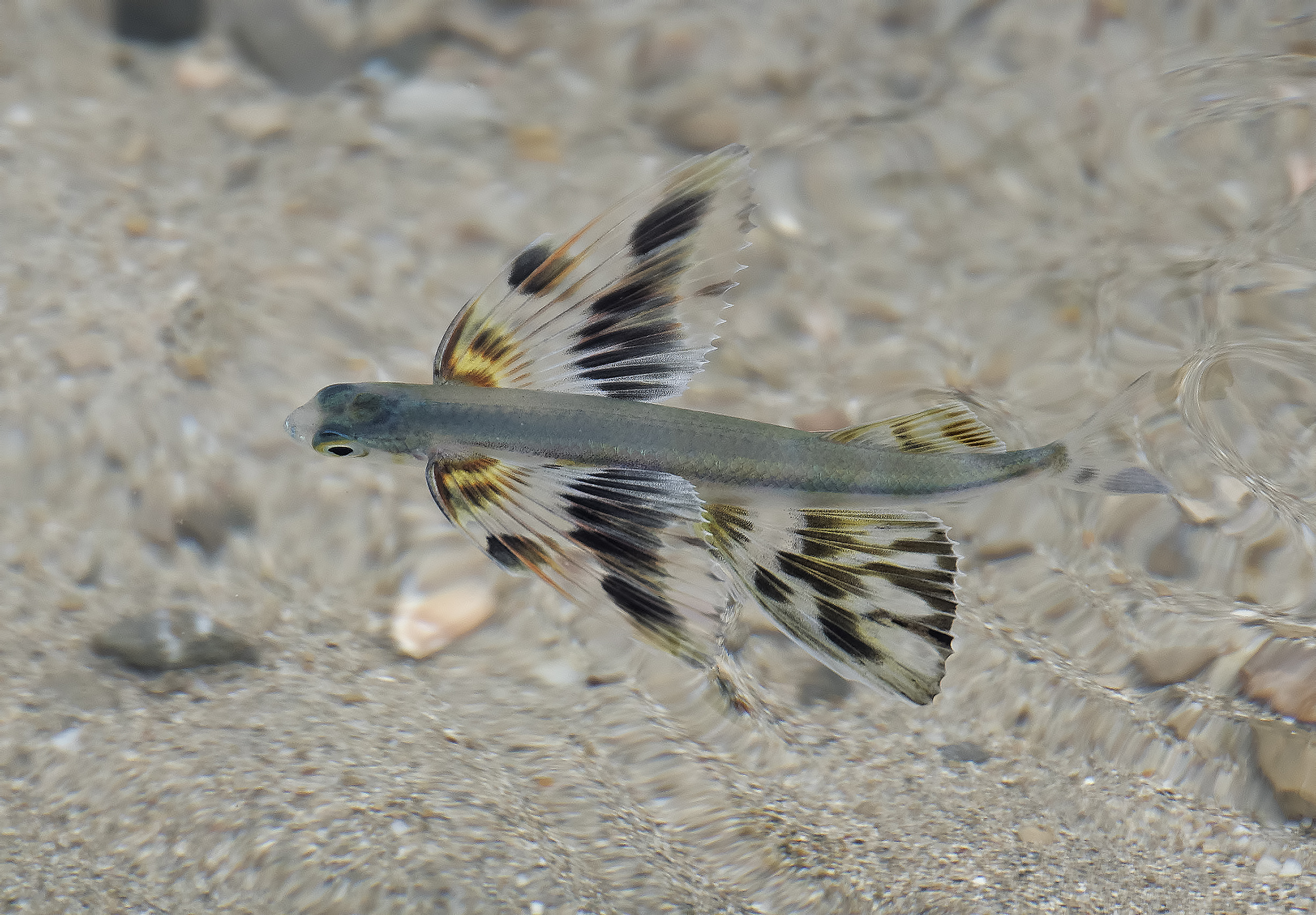 The little... flies!!!