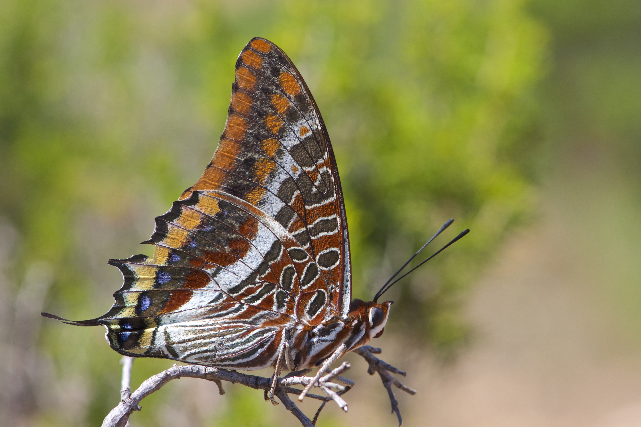Charaxes jasius