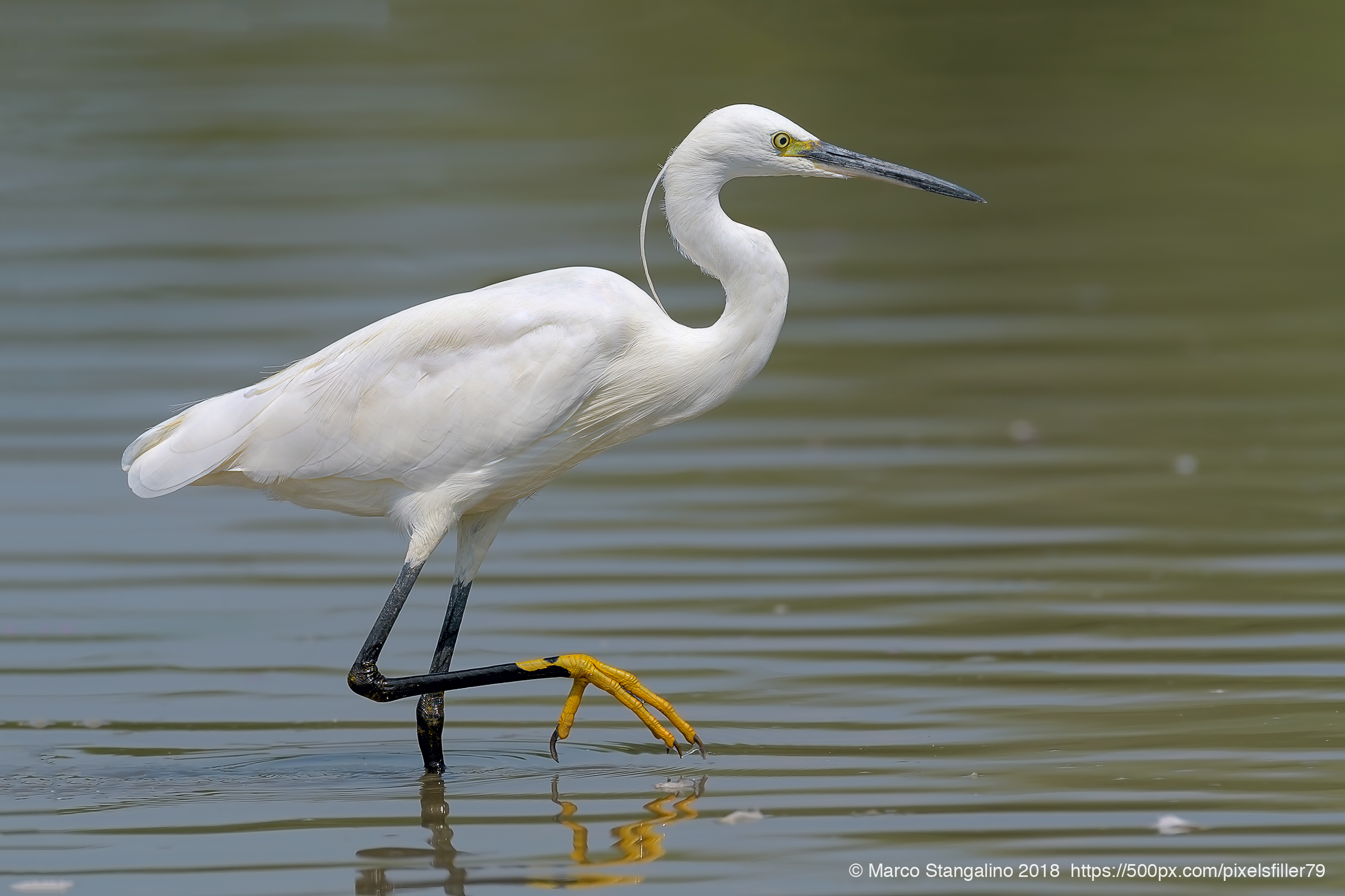 Little Egret