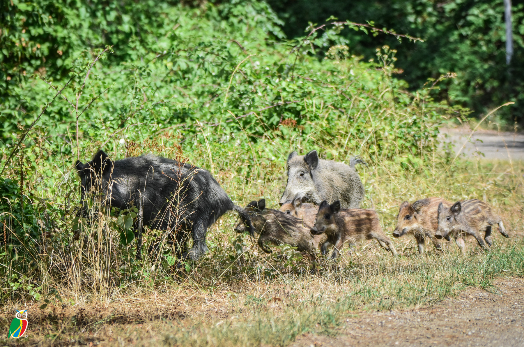 Gruppo di adulti con piccoli di Sus Scrofa "cinghiale&q...