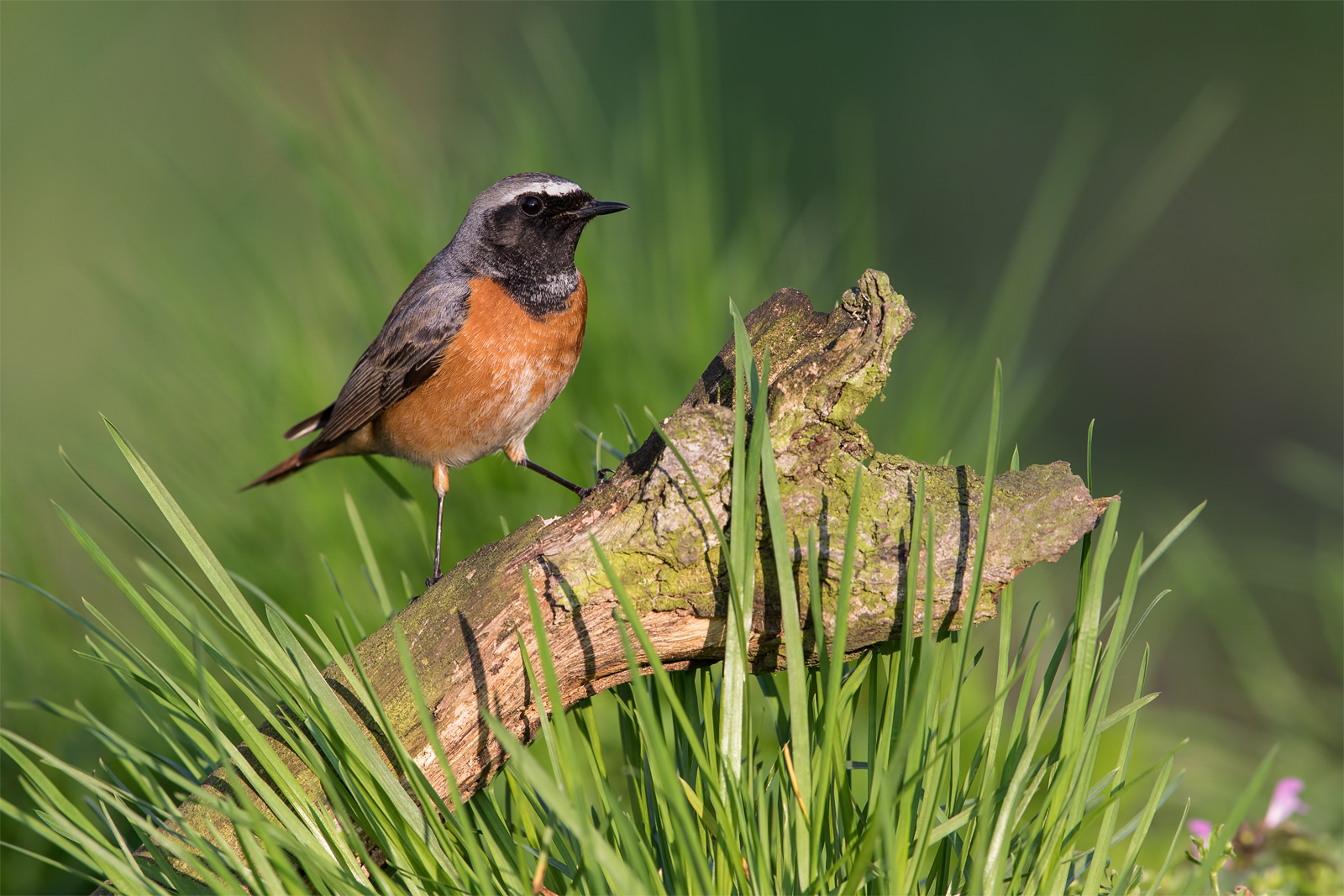 Codirosso comune (phoenicurus Phoenicurus)