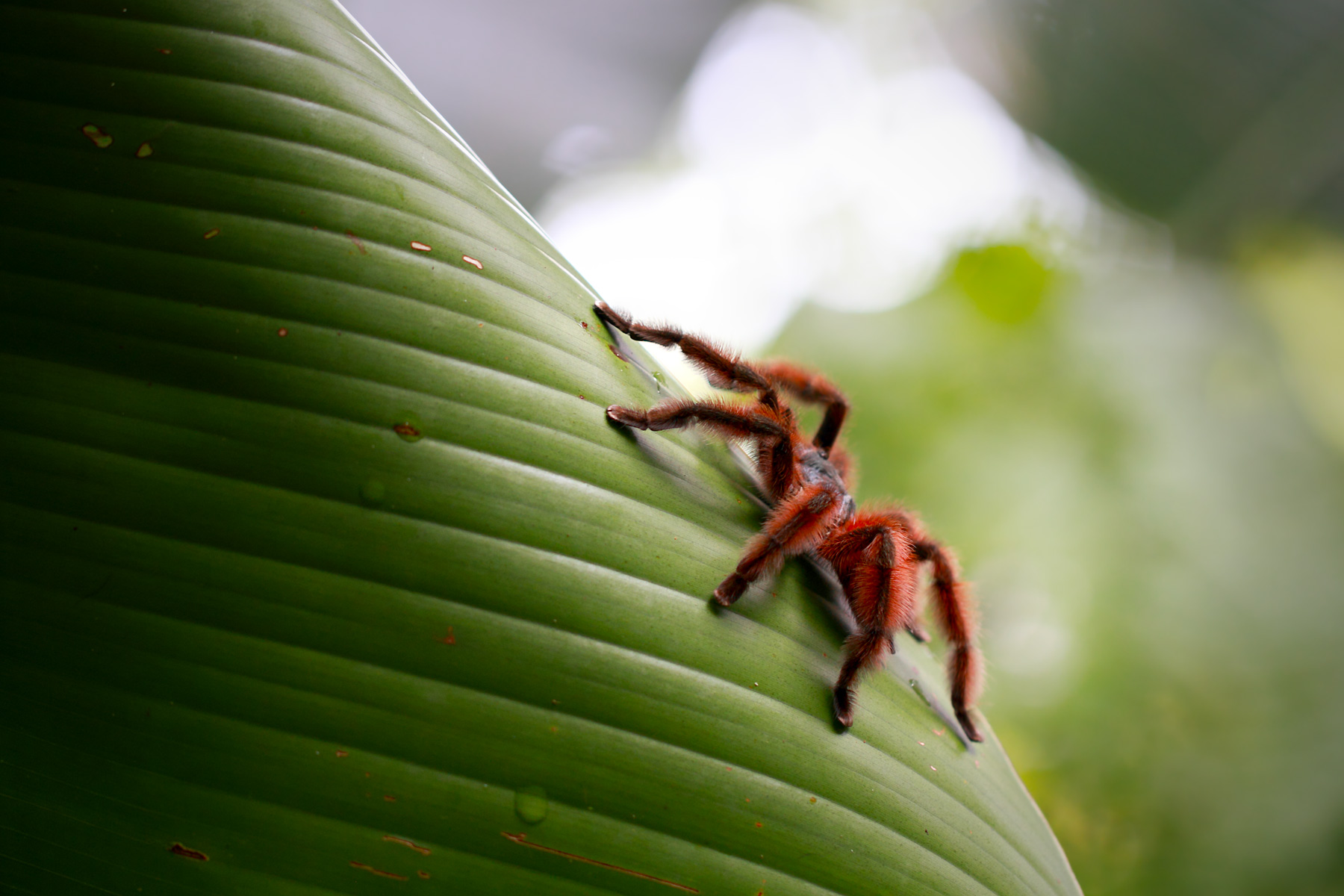 Riunione rosso nella foresta
