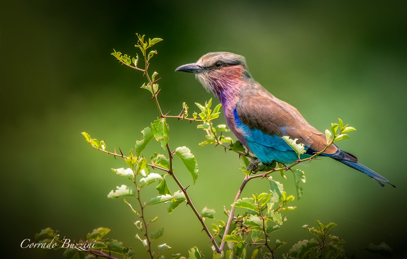 Ghiandaia petto lilla